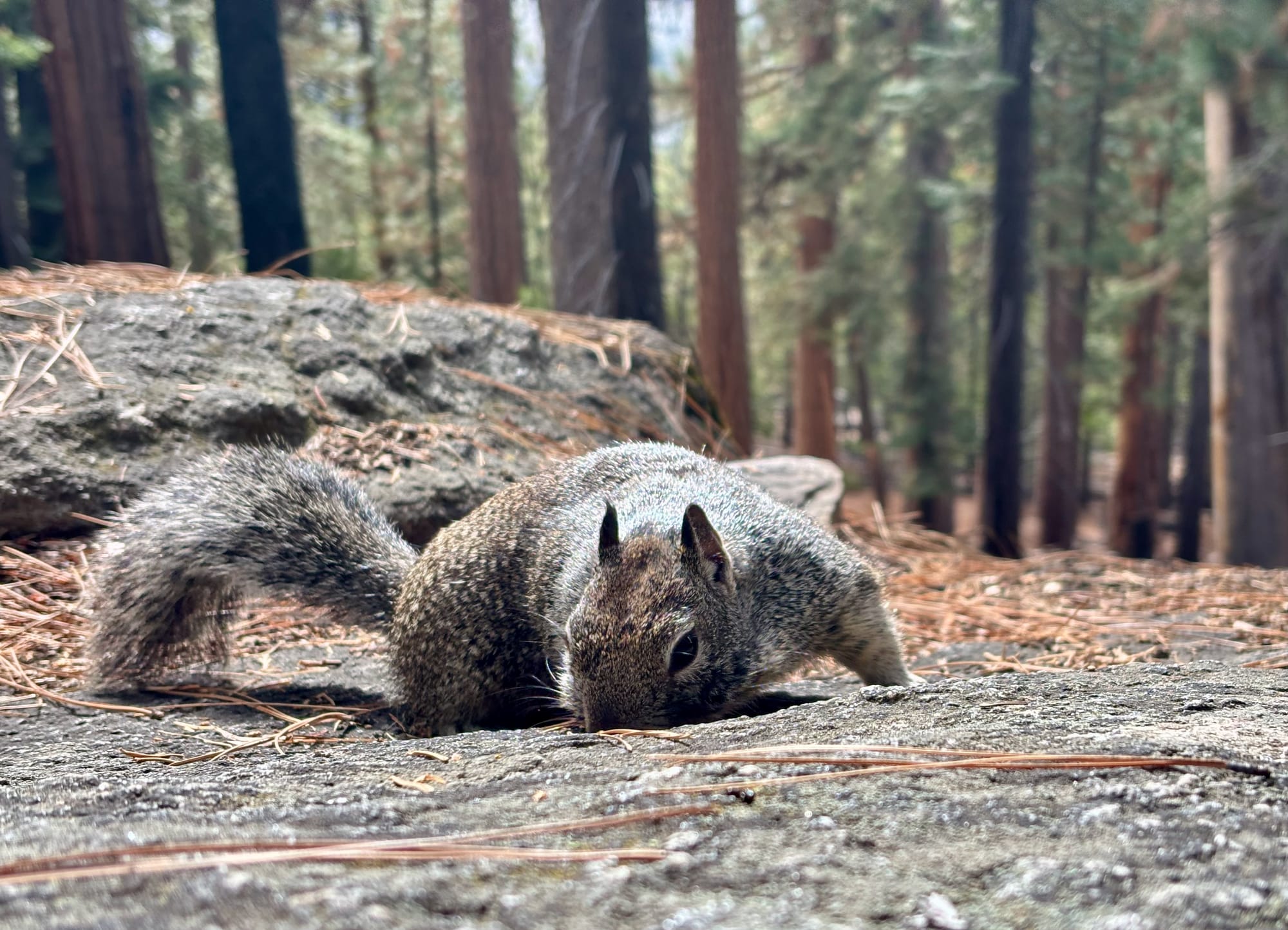 My First Backpacking Trip, Day 2: Little Yosemite Valley To Merced Lake