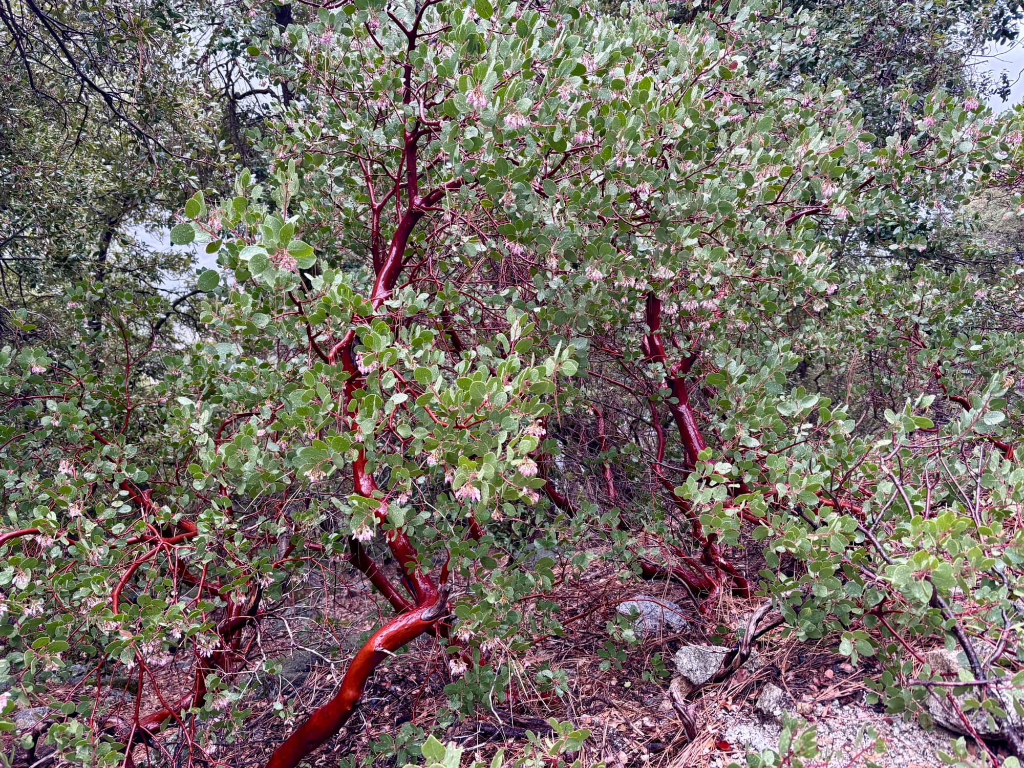 The Redemption Hike: Finishing The Upper Yosemite Falls Trail