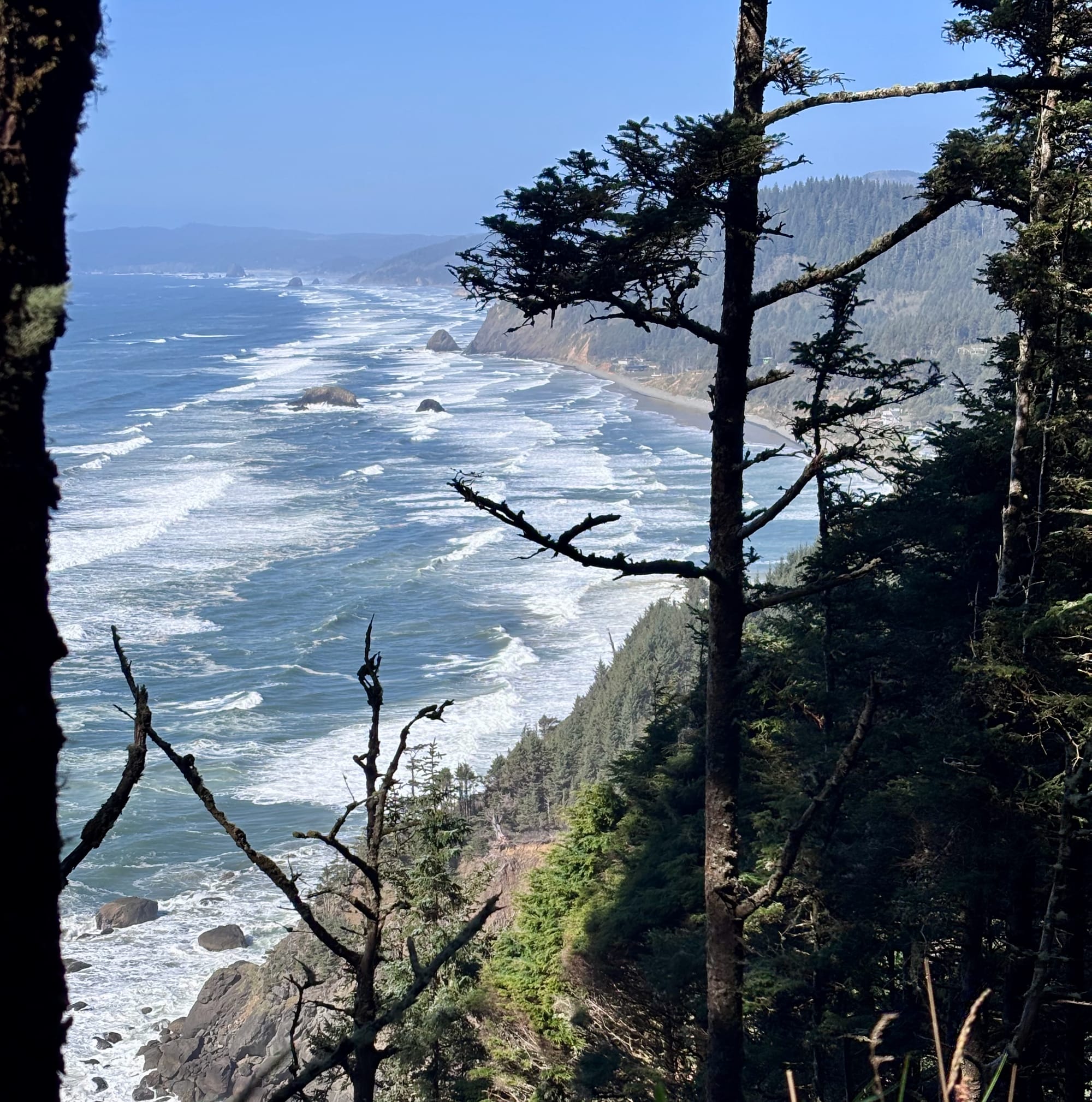 Ocean waves hit a rocky coastline, viewed through tall trees on a forested cliff.