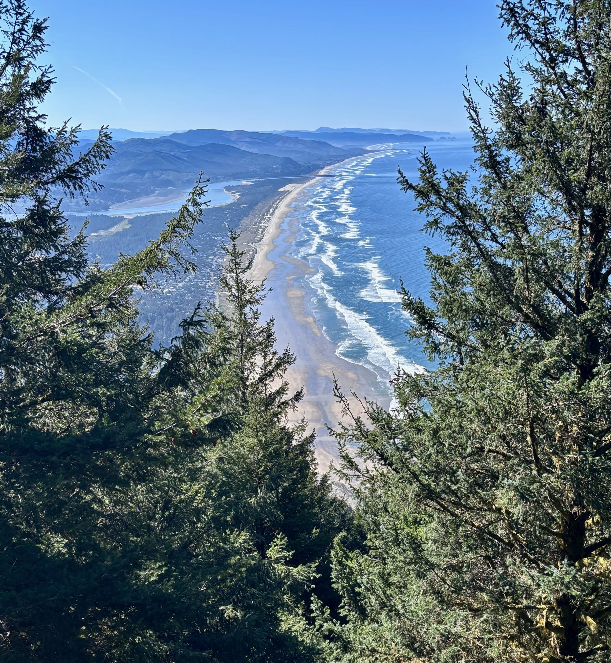 View through coastal trees of a long sandy beach stretching into the distance, with waves breaking along the Oregon coast under a clear blue sky.