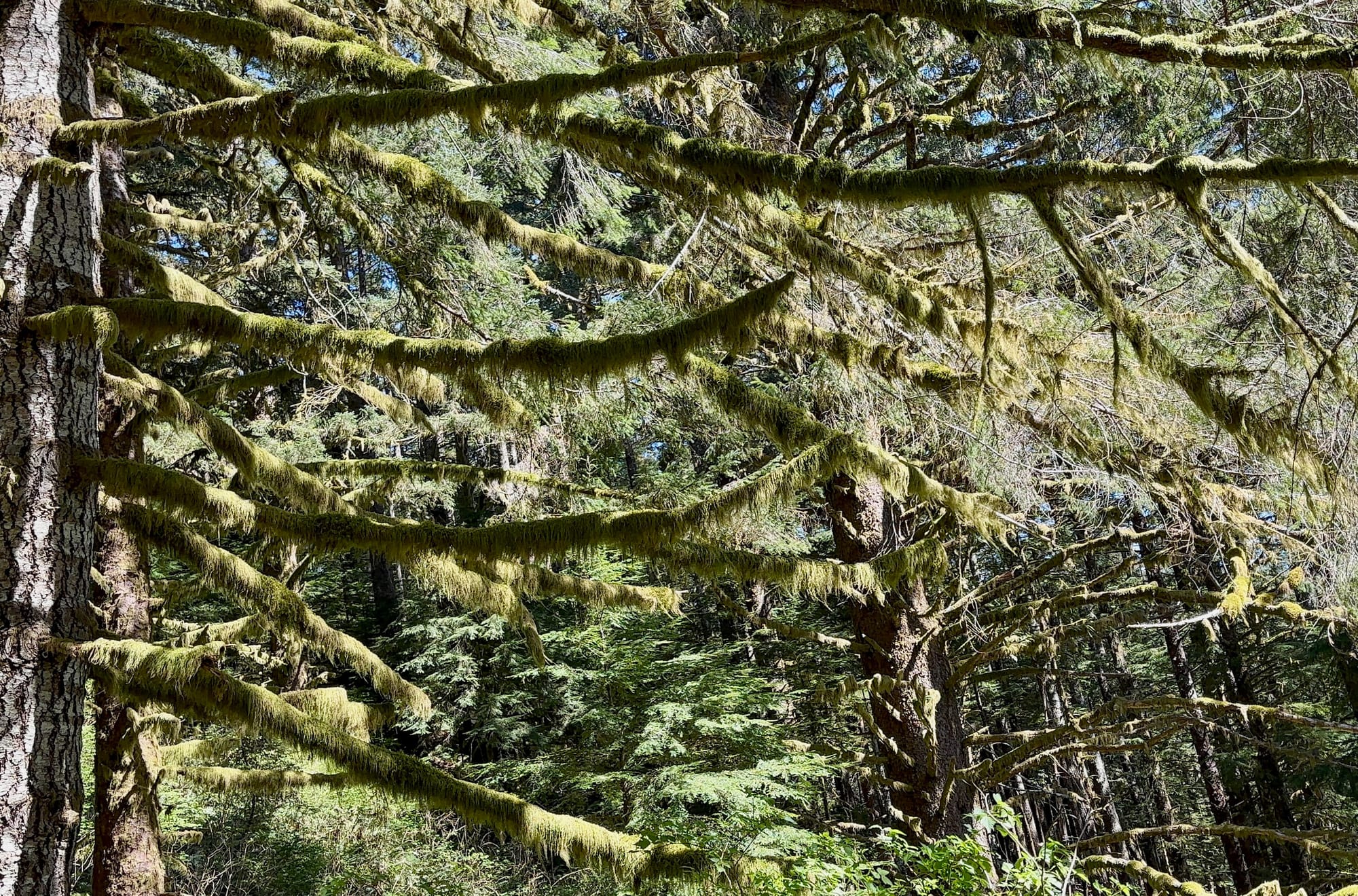 Sunlit coastal forest with moss-draped conifer branches hanging in layered, horizontal patterns.