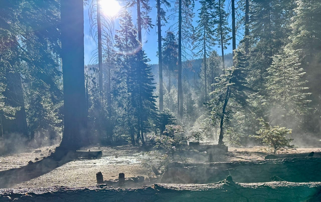 A forest clearing bathed in warm, golden light. Tall trees surround a flat area where several old tree stumps stand. Sunlight pierces the canopy above, creating distinct beams of light that illuminate the forest floor.