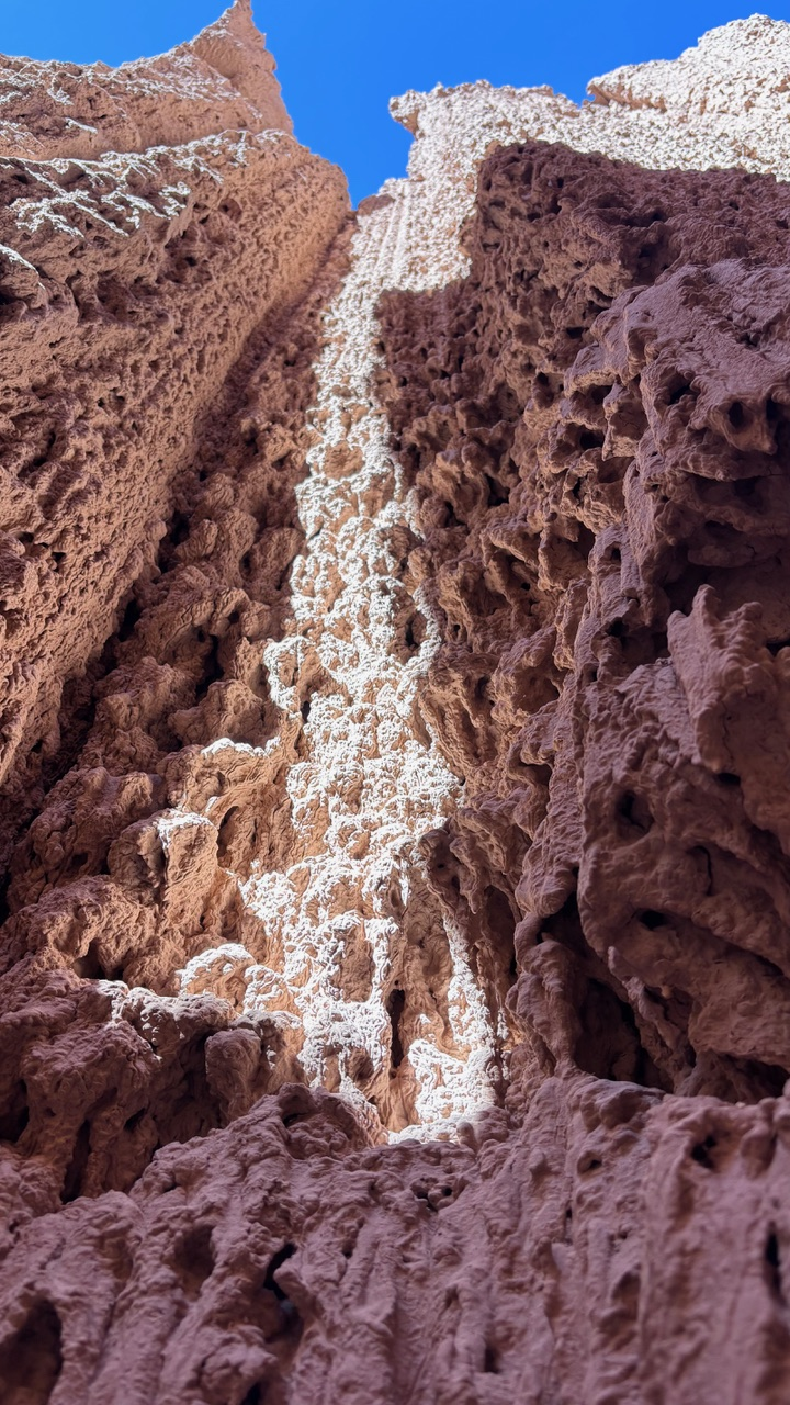 "Vertical view inside a slot canyon with walls featuring a coral-like, eroded surface of nodules and cavities."