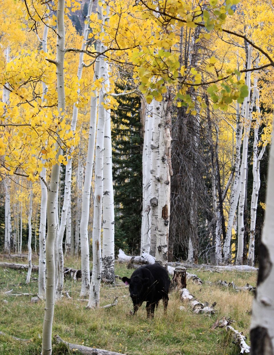 A black cow stands amidst a grove of aspen trees with vibrant yellow leaves. The aspen trunks are white and slender, contrasting with the surrounding green grass and golden foliage. The scene evokes a peaceful, autumnal atmosphere.