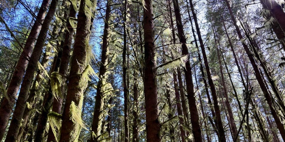 Tall trees in a forest with sunlight filtering through, tree trunks covered in green moss, and blue sky visible above.