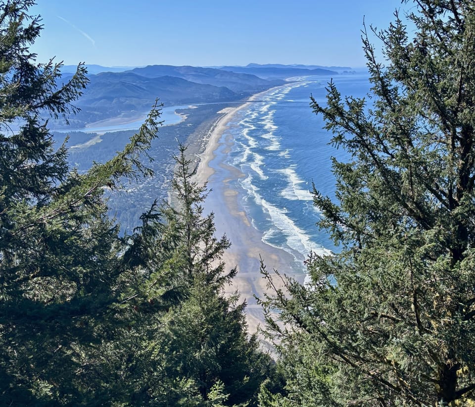 View through coastal trees of a long sandy beach stretching into the distance, with waves breaking under a clear blue sky.