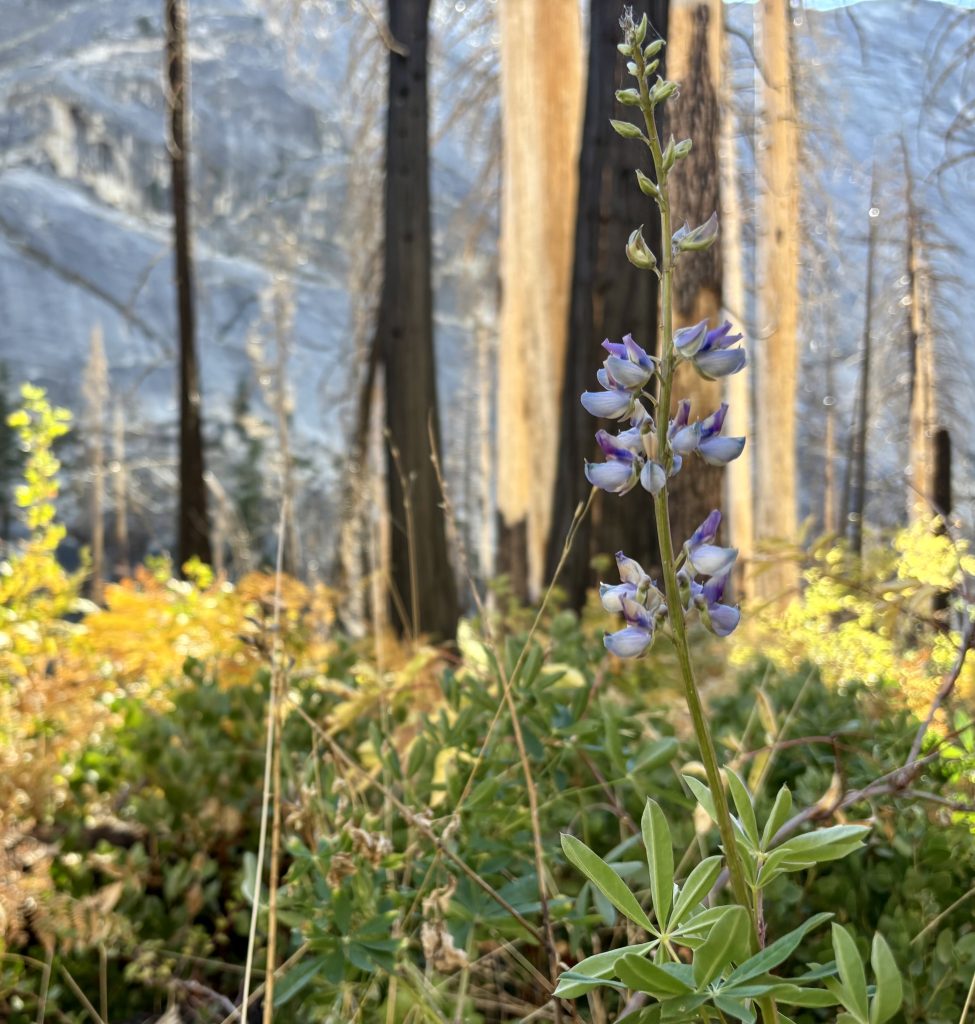 A close-up shot of a vibrant wildflower, Lupine, growing amidst the charred remains of a burned forest, bathed in sunlight.