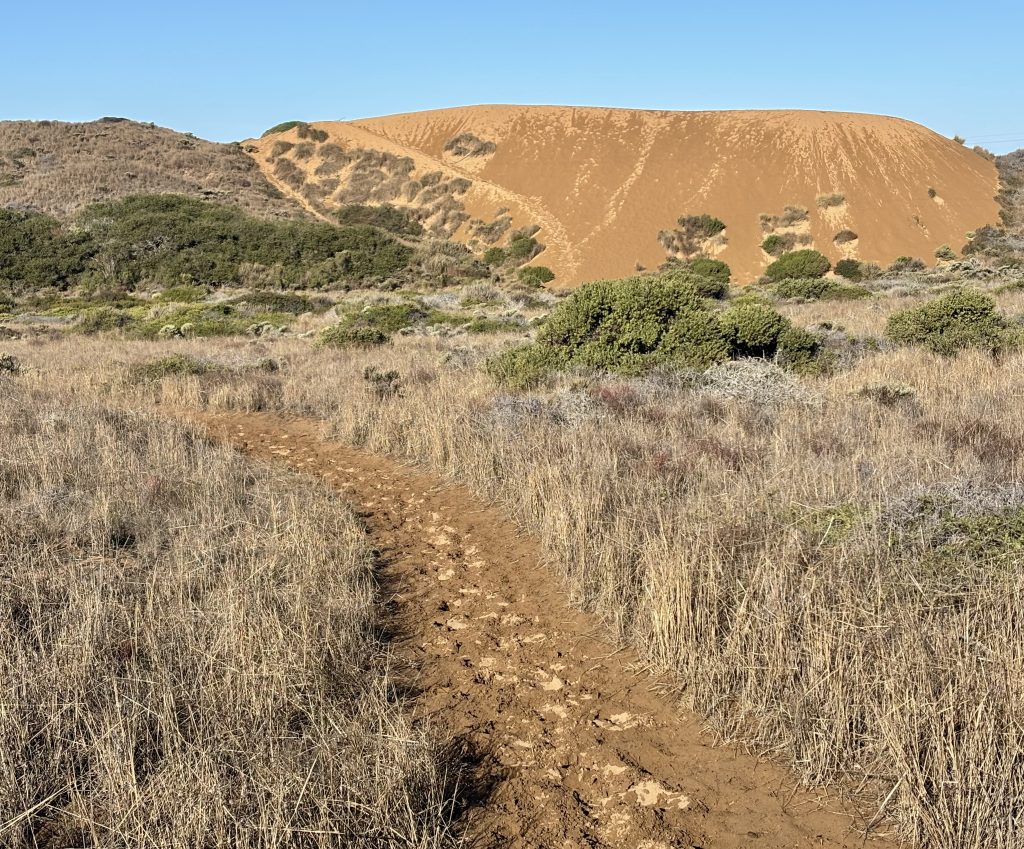 A sandy trail winds through a grassy meadow leading toward a large, sandy dune under a bright blue sky.