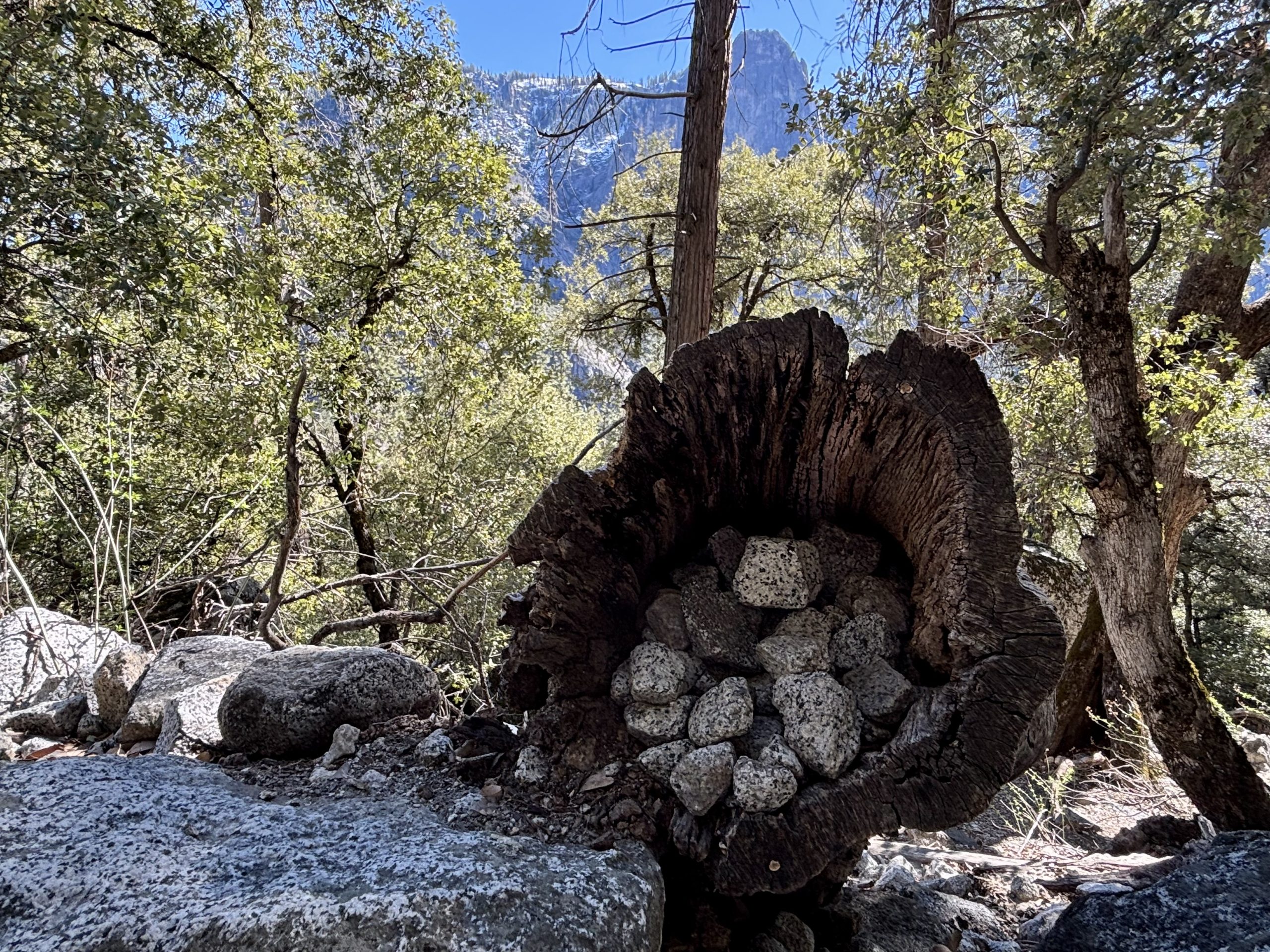 Hollow, weathered log filled with a pile of small gray rocks, set on a forest floor with trees and a rocky mountain peak in the background.