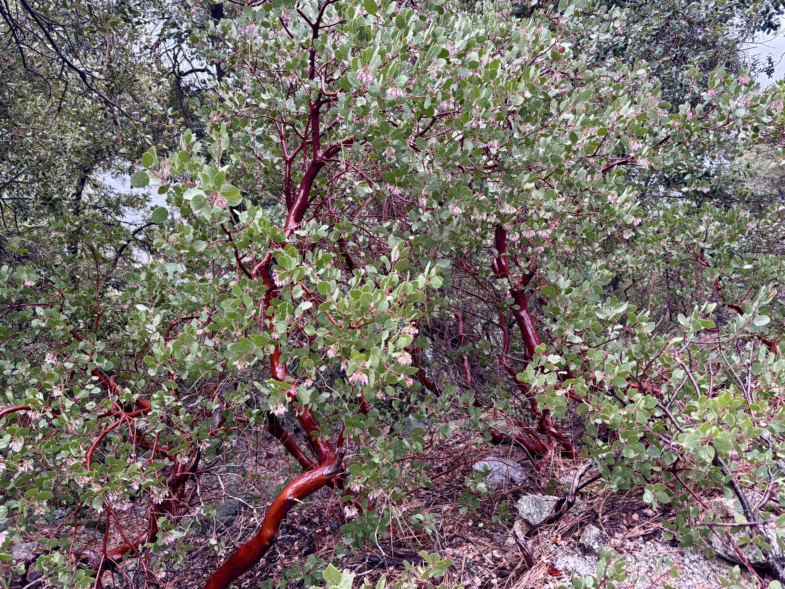 Arbutus-like manzanita shrubs with glossy red-brown trunks and dense green, rounded leaves in a woodland setting.