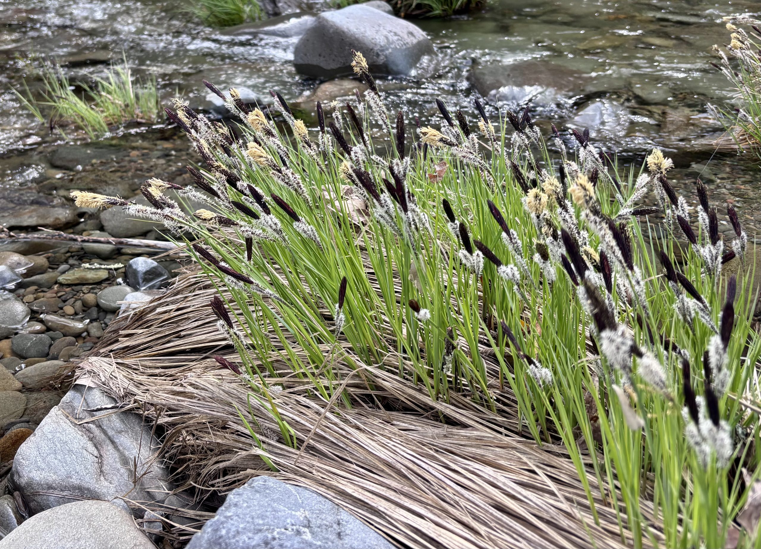 Clump of green rushes with dark brown seed heads growing on a rocky stream bank, with flowing water in the background.