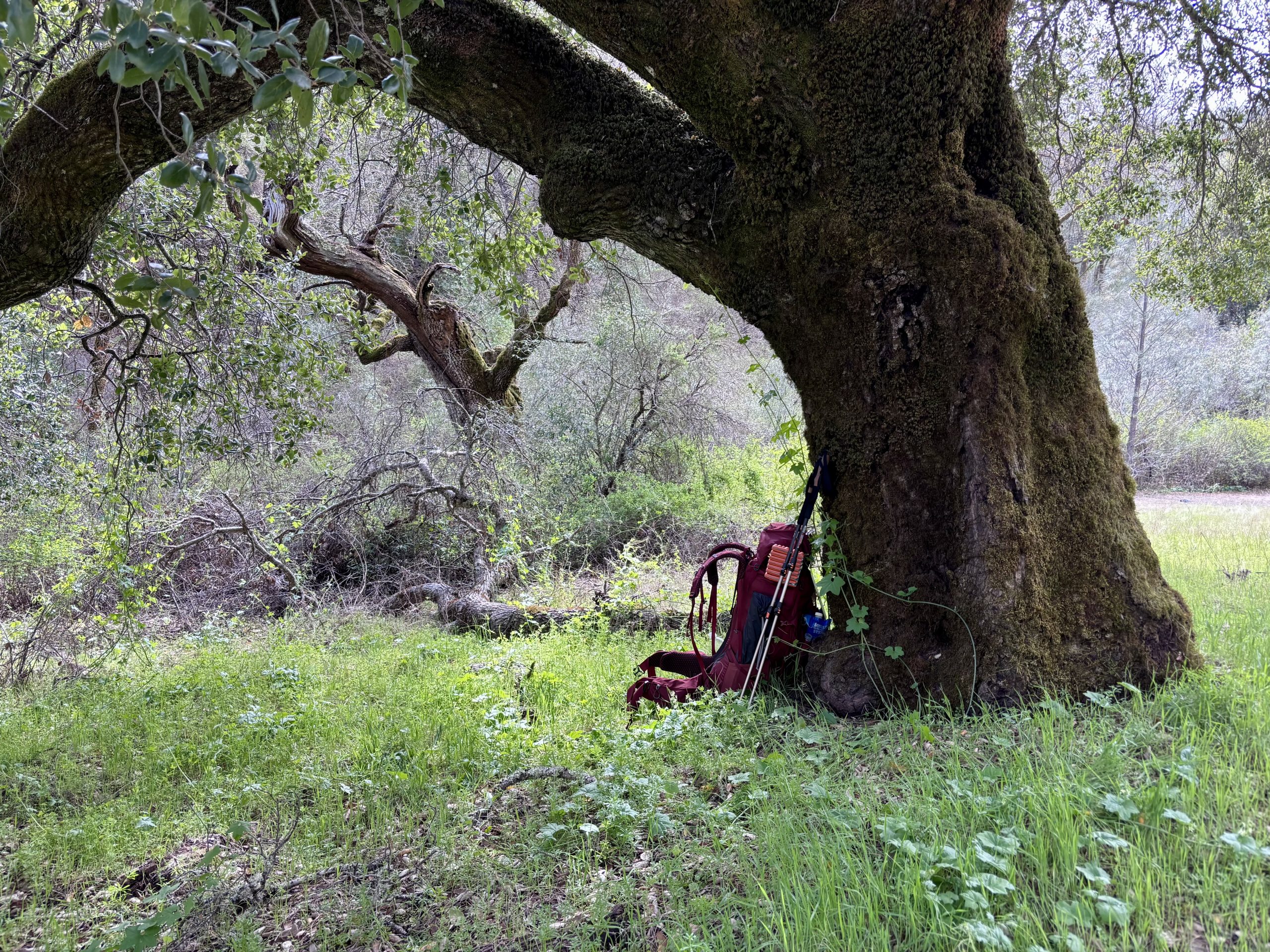 Large moss-covered oak tree in a green meadow with a red hiking backpack and trekking poles leaning against its trunk.
