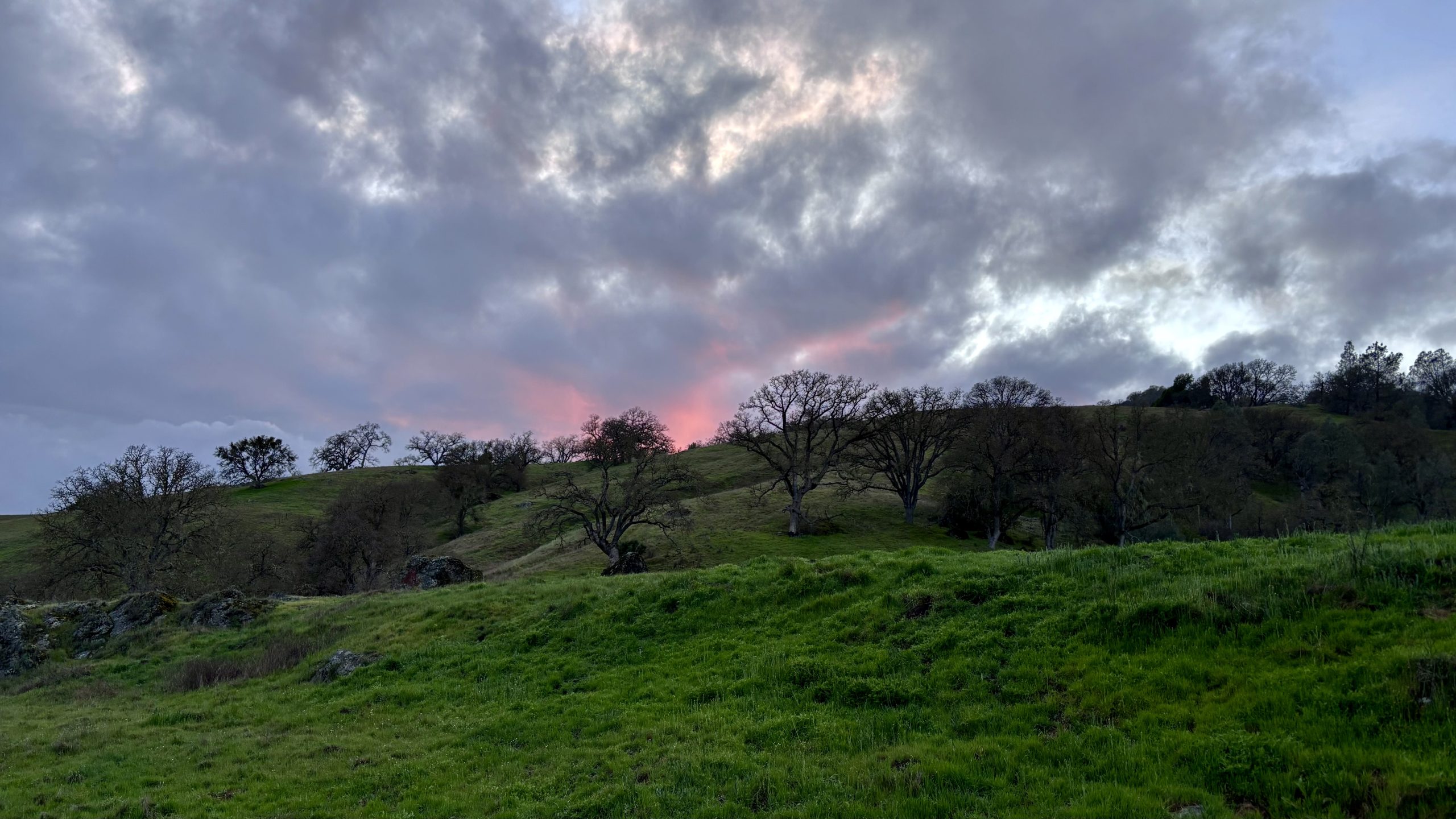 Rolling green hills dotted with bare oak trees under a cloudy sky with a pink-tinged sunset.