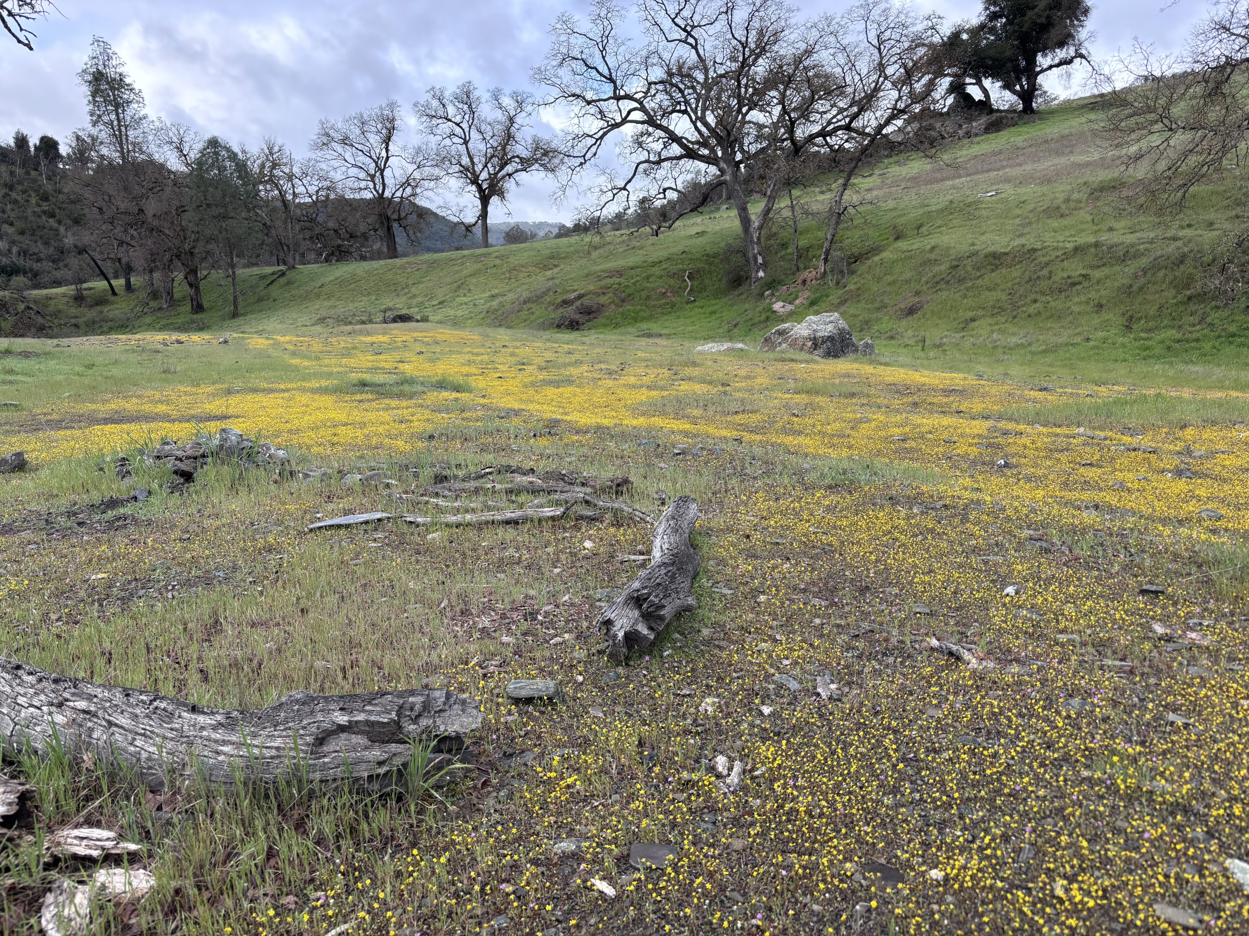 Rolling hillside meadow with scattered oak trees, a carpet of small yellow wildflowers, and weathered logs under a cloudy sky.