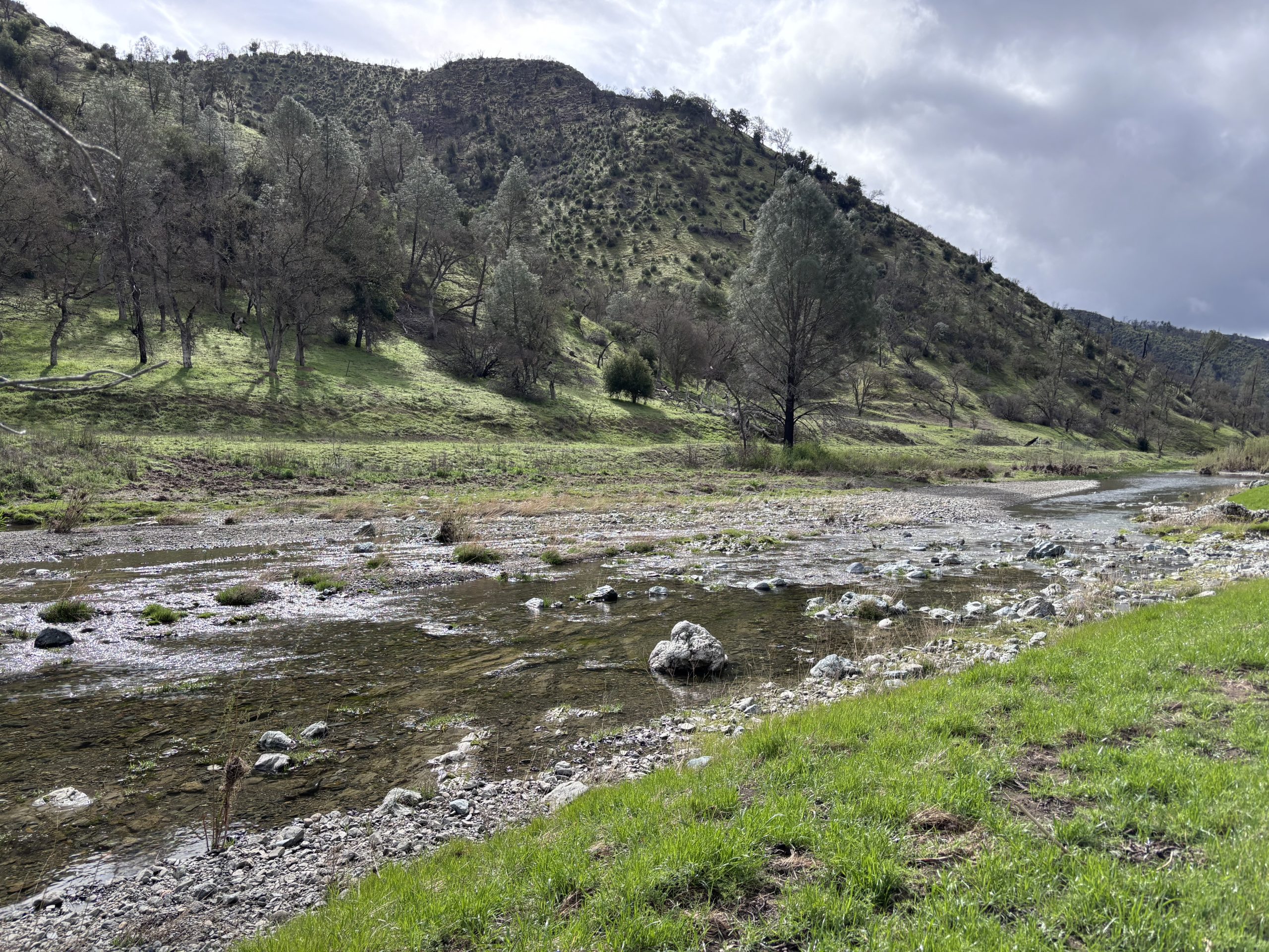 Rolling hillside meadow with scattered oak trees, a carpet of small yellow wildflowers, and weathered logs under a cloudy sky.