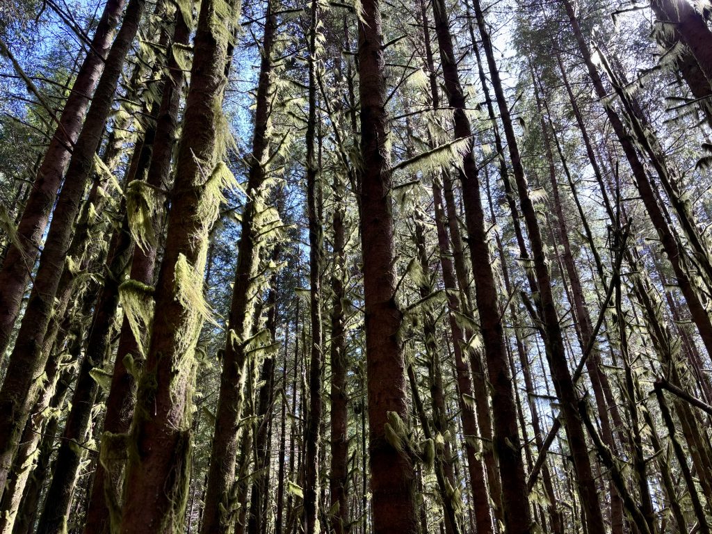 A dramatic upward shot of tall, slender trees covered in thick, pale green lichen. The perspective creates a dizzying effect as the trees seem to stretch endlessly toward a bright sky.