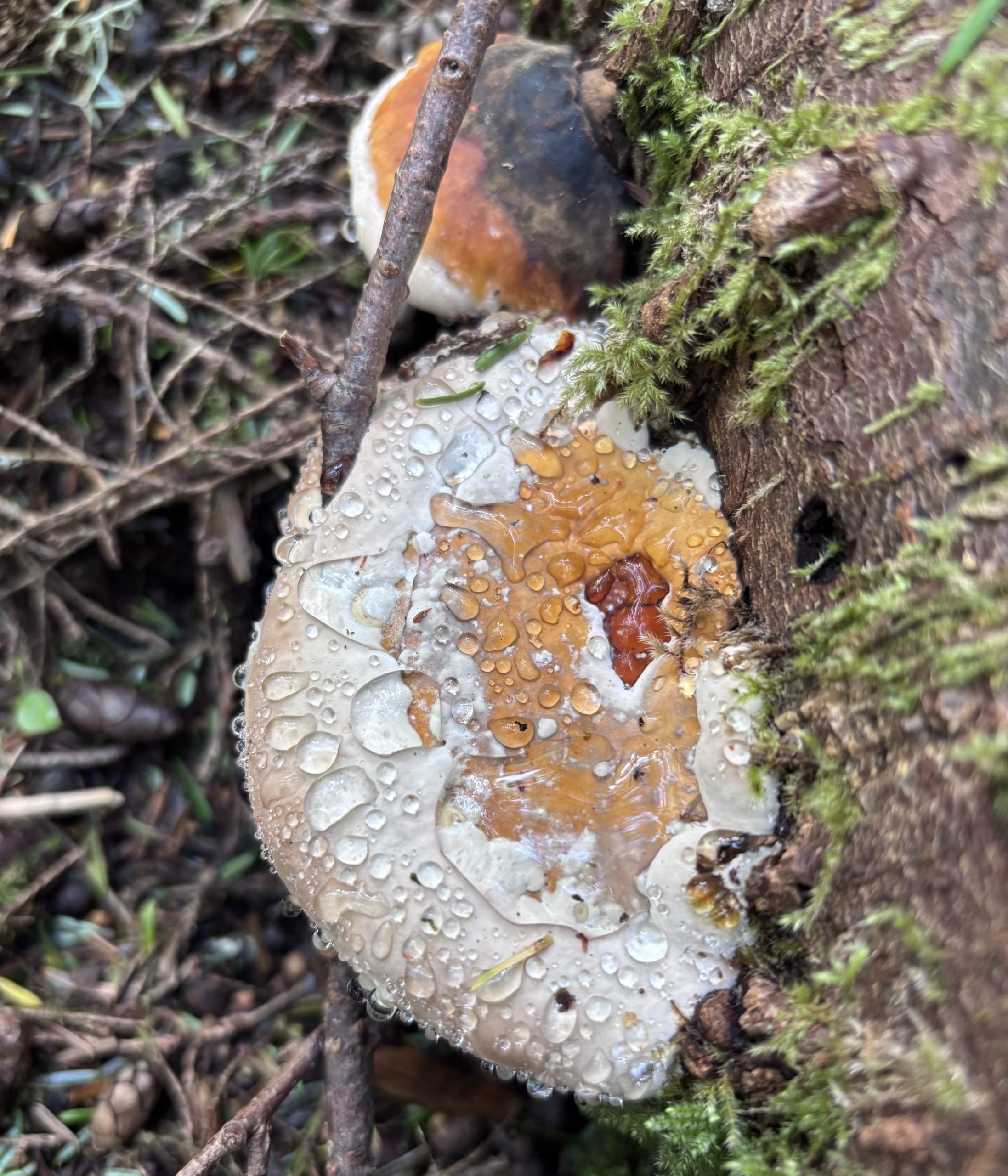 A close-up image of bracket fungi growing on the side of a fallen tree trunk.