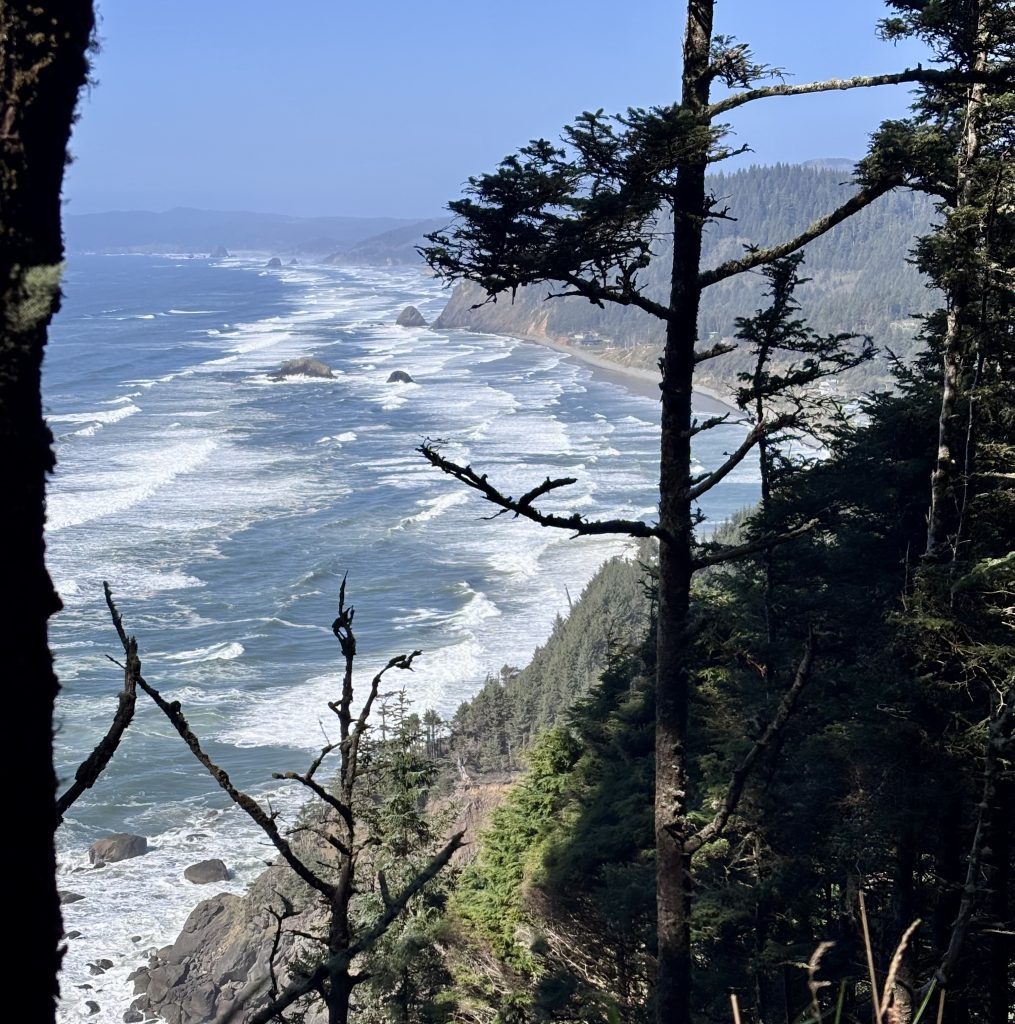 A sweeping coastal view from a high vantage point. The turquoise ocean stretches out to the horizon, punctuated by crashing waves and rocky outcroppings. Lush green vegetation clings to the hillside, framed by the branches of a tall tree in the foreground.