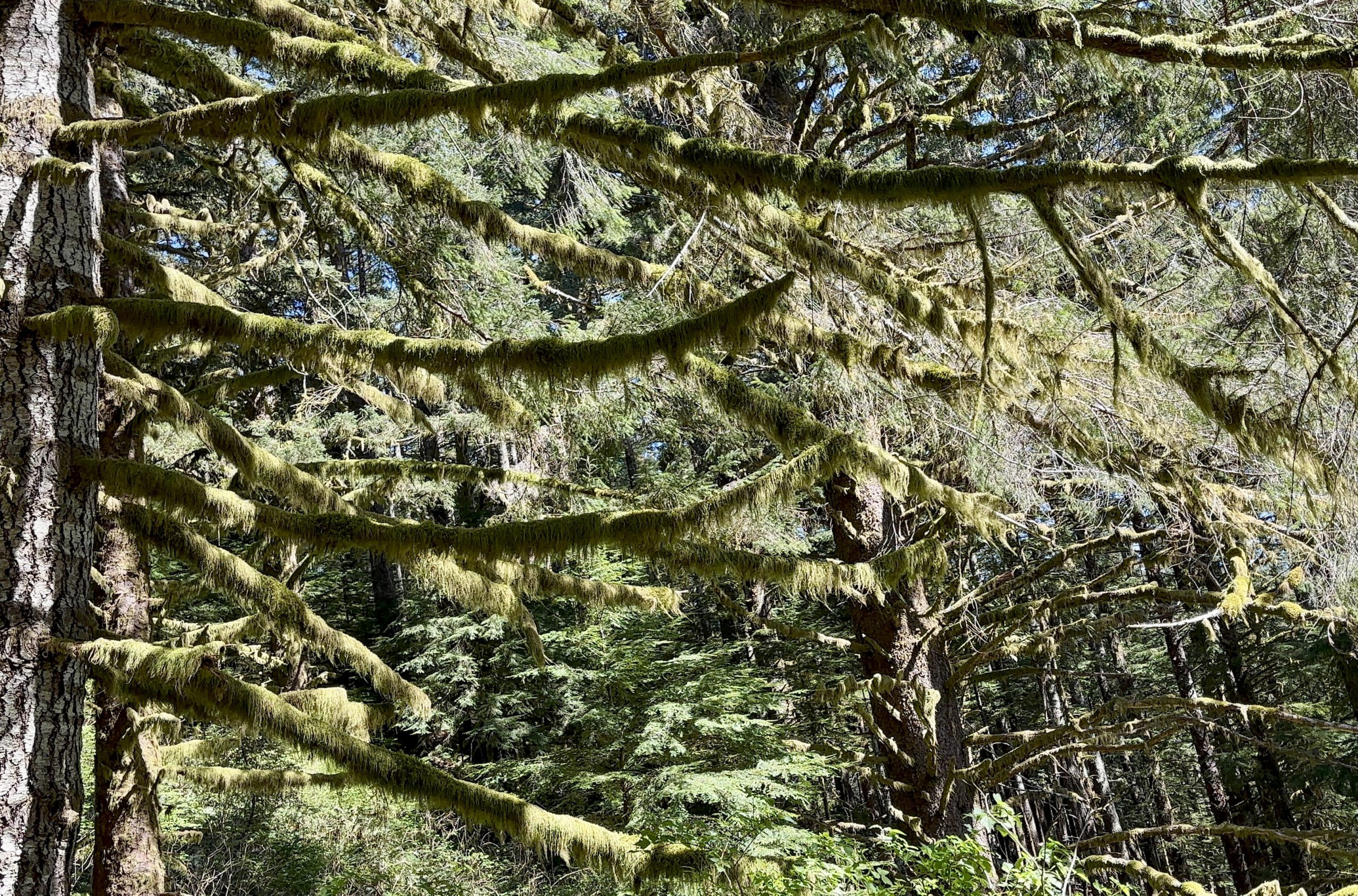 A close-up view of tree branches densely covered in vibrant green lichen. The branches create a layered effect, framing a glimpse of the forest canopy in the background, highlighting the rich biodiversity of the coastal ecosystem.