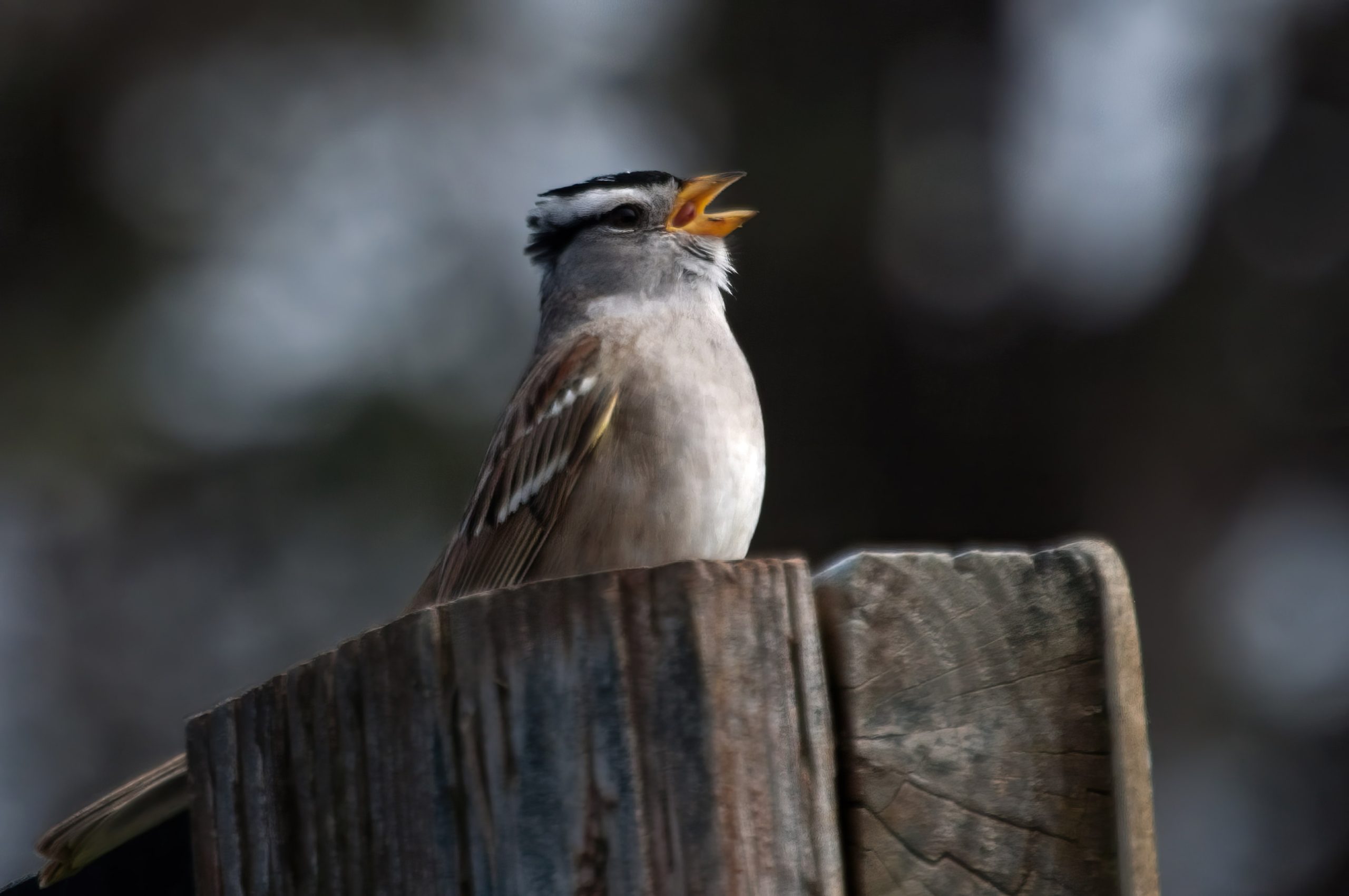 A close-up, well-lit photo of a small bird, perched on a weathered tree stump. The bird's crest is clearly visible, and it appears to be singing or calling.