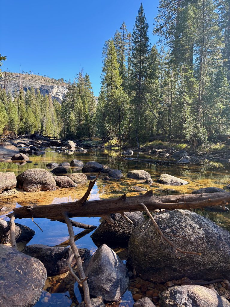 A shallow, rocky stream winds through the forest. A fallen branch stretches across the stream, creating a natural bridge over the water. The clear water reflects the surrounding trees, creating a mirror-like effect.