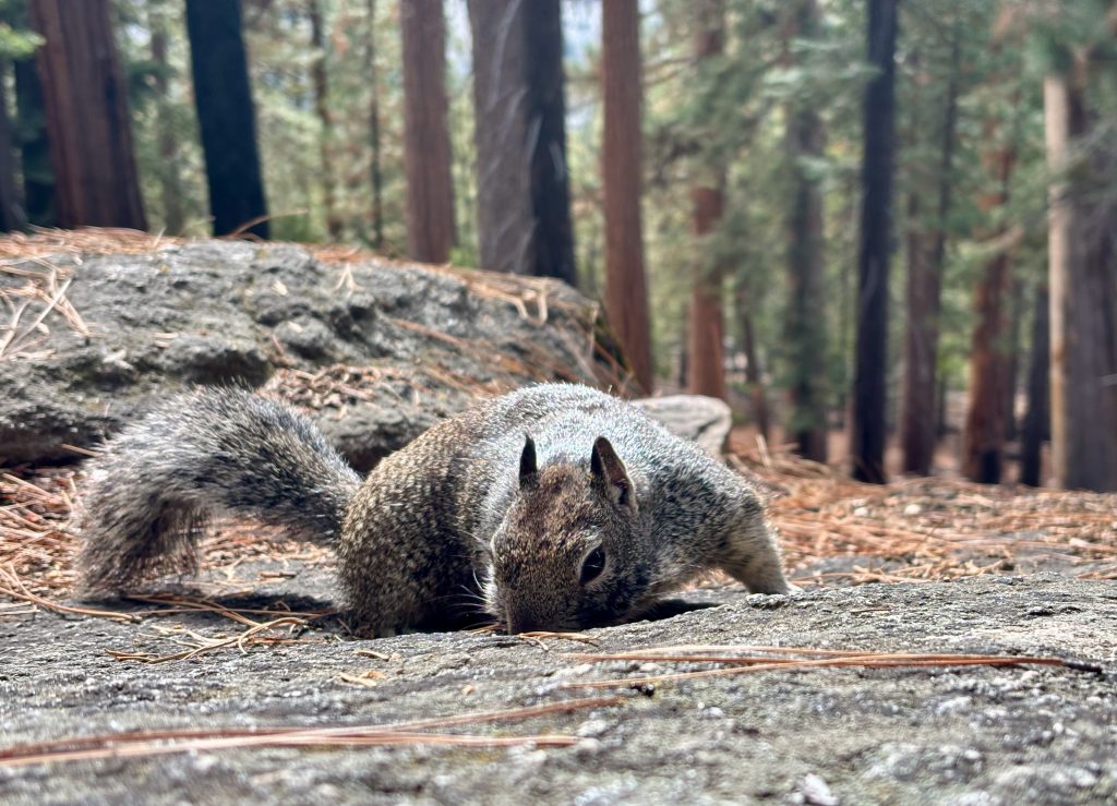 A squirrel is positioned on a rocky surface, appearing to sniff or forage. Its fur is a mix of gray and brown, and its tail is bushy. The background features tall trees, suggesting a forested environment.