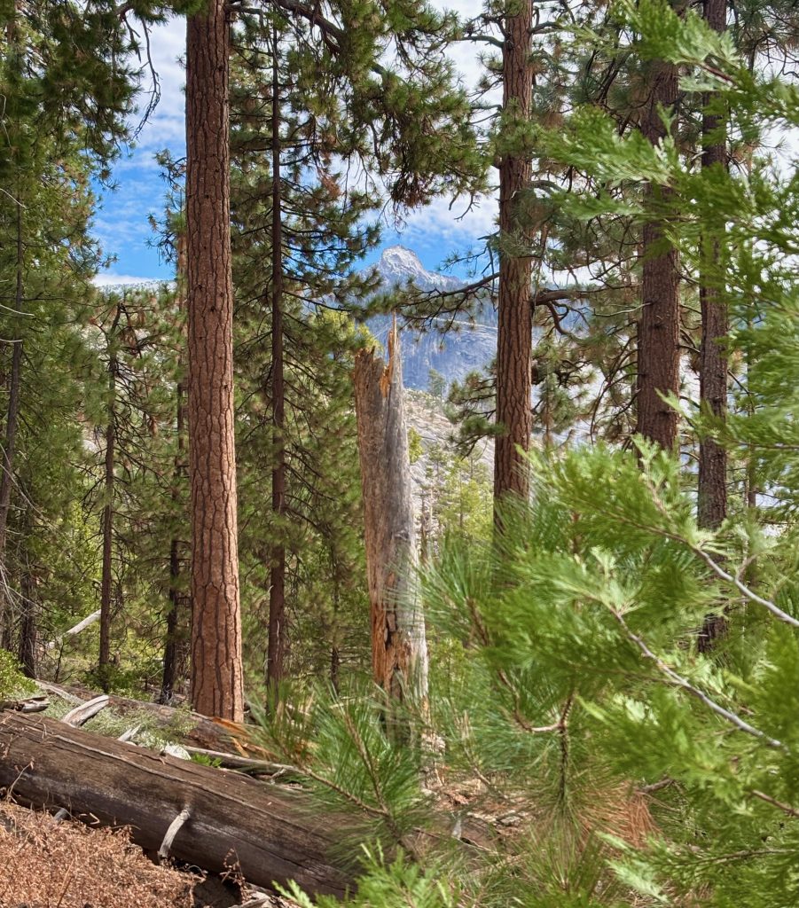 A forest scene with a sunlit clearing, showcasing a dense collection of trees with vibrant green foliage, framed by a wooden archway with a snow-capped mountain in the background. 