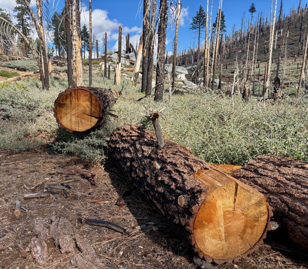 Two large, fallen tree trunks lie on a hillside, partially covered with dirt and debris. The exposed wood grain of the cut ends is visible, showcasing the tree's rings. The background shows a landscape of more fallen trees and sparse vegetation.
