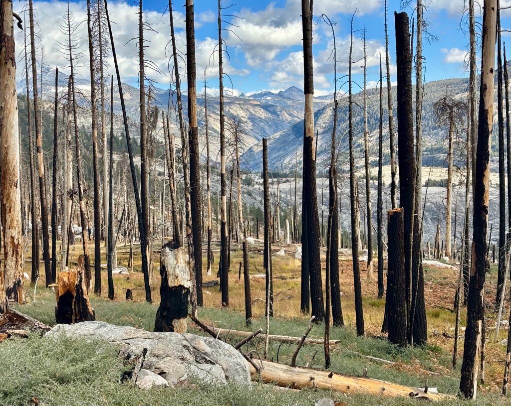 A narrow trail winds through dense, low-lying vegetation. The trail is dark brown, contrasting with the silvery-green foliage that surrounds it. Numerous trees stand tall in the background, creating a sense of depth