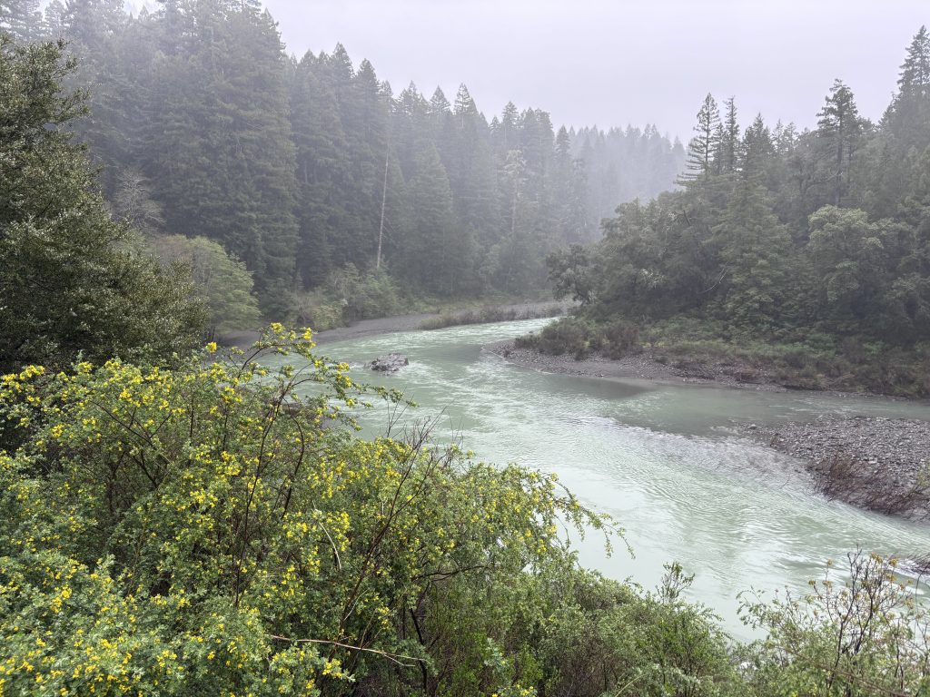 A misty morning view of a turquoise-green river winding through dense redwood forest in Northern California, with yellow wildflowers blooming in the foreground.