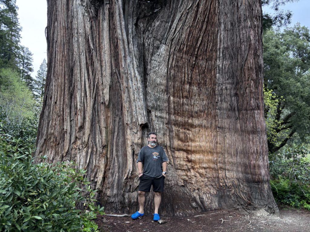 A man in casual hiking attire stands at the base of an enormous old-growth coast redwood tree, highlighting the immense size and textured bark of this iconic species