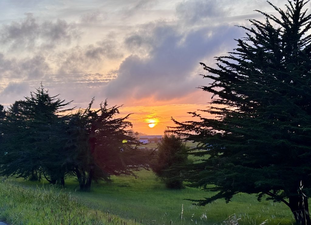 Golden sunset over a grassy coastal meadow framed by wind-sculpted Monterey cypress trees, with clouds glowing above the Pacific horizon near a rural seaside town, Arcata CA