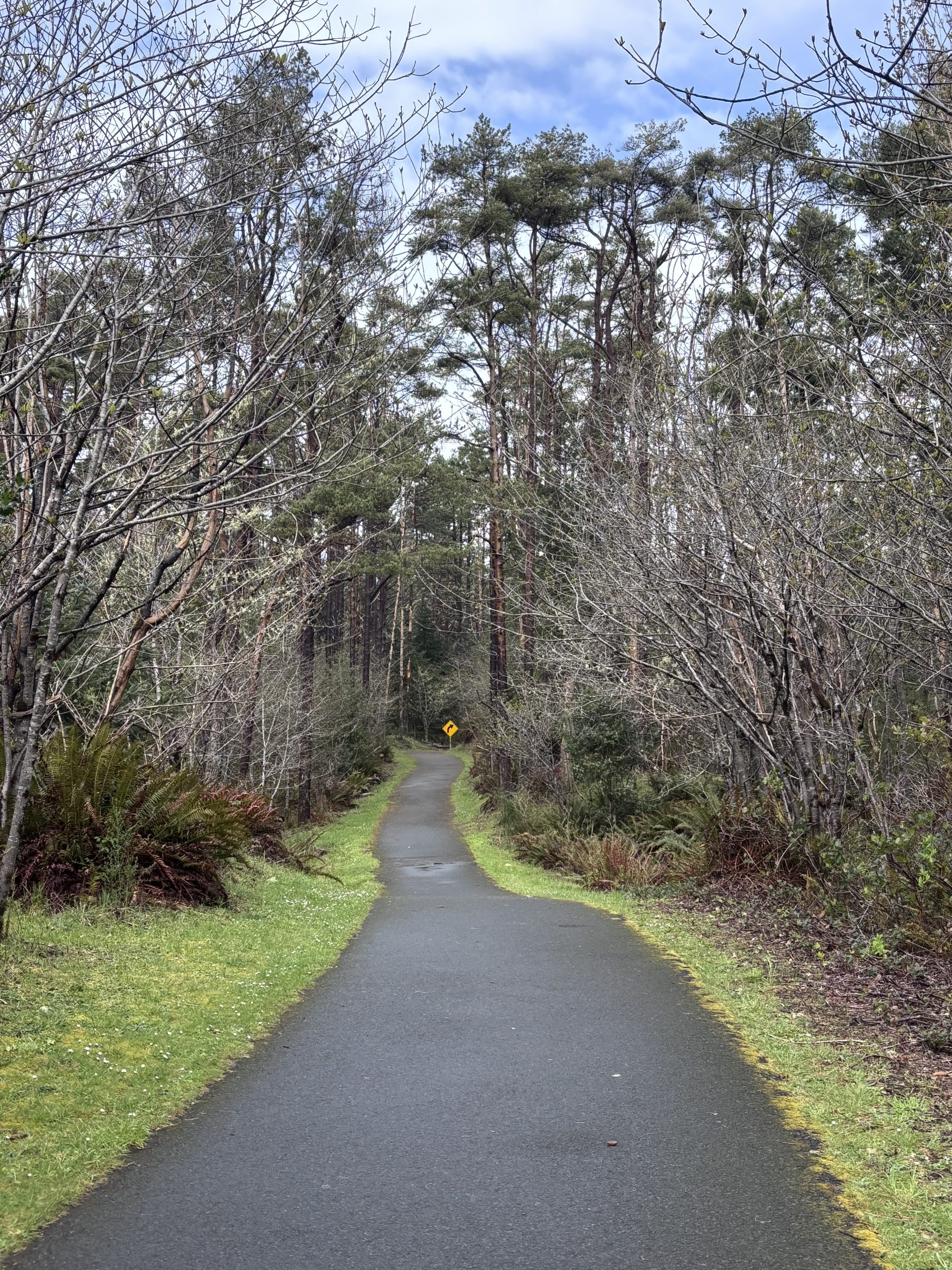 Paved trail surrounded by tall coastal pine trees and early spring ferns under a blue sky in Oregon — forest path along the Oregon Coast Trail.