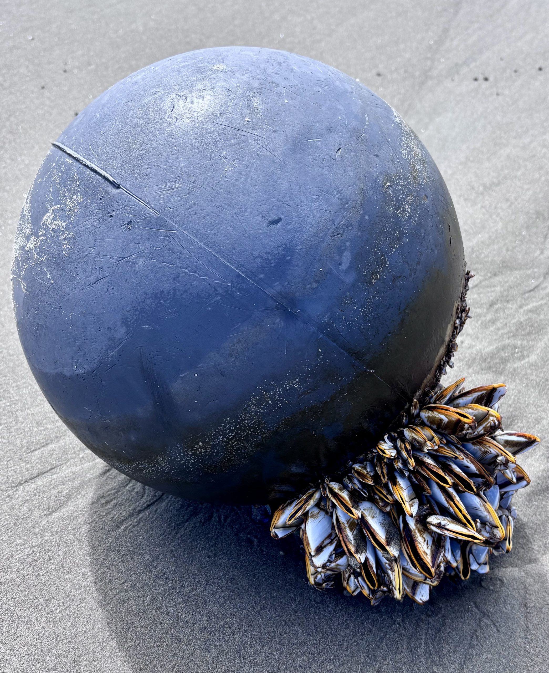 A weathered blue marine buoy rests on dark beach sand, encrusted with golden-tipped goose barnacles at its base.