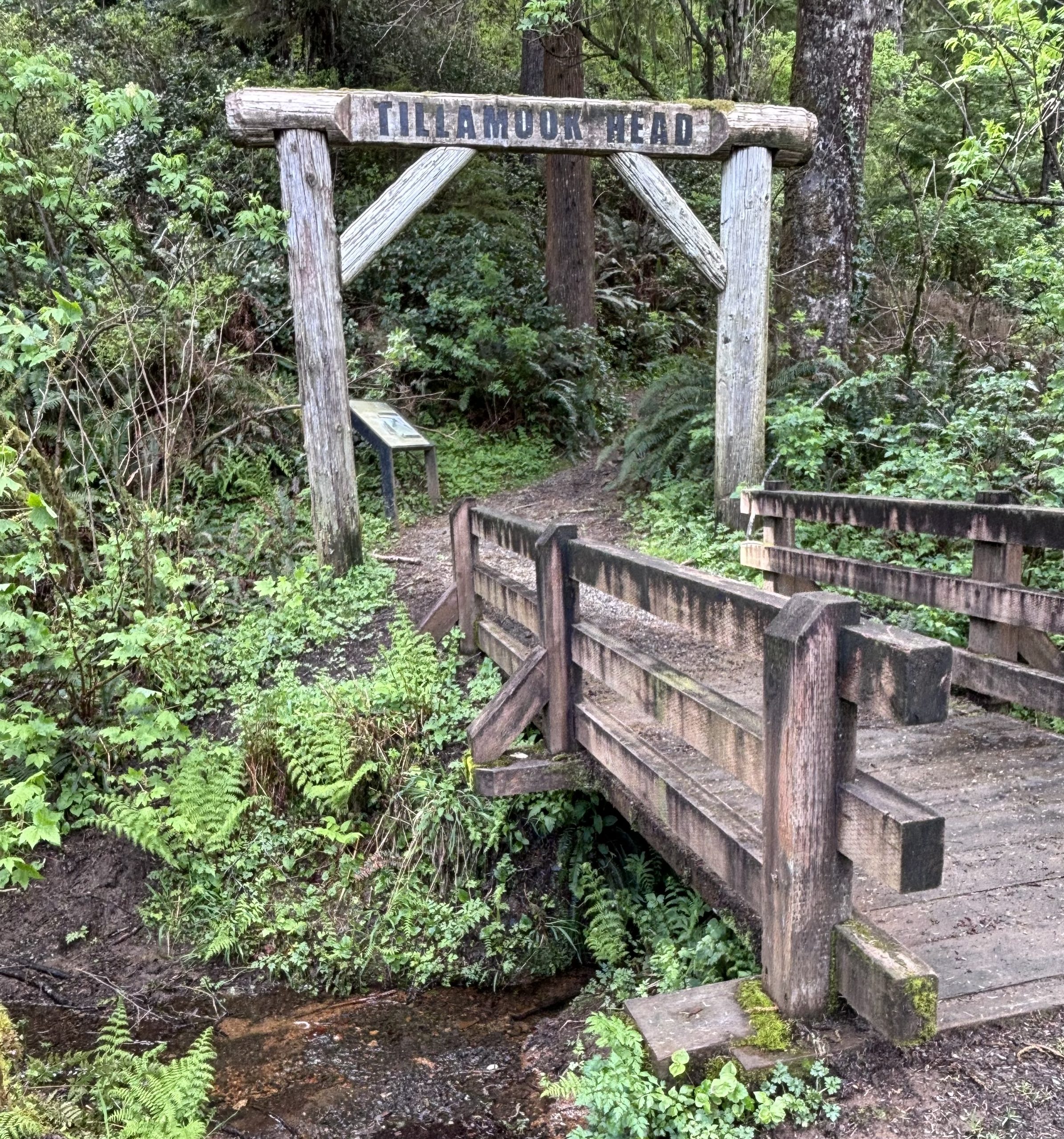 Wooden Tillamook Head trailhead sign above a small footbridge surrounded by lush green ferns and dense Oregon coastal forest.