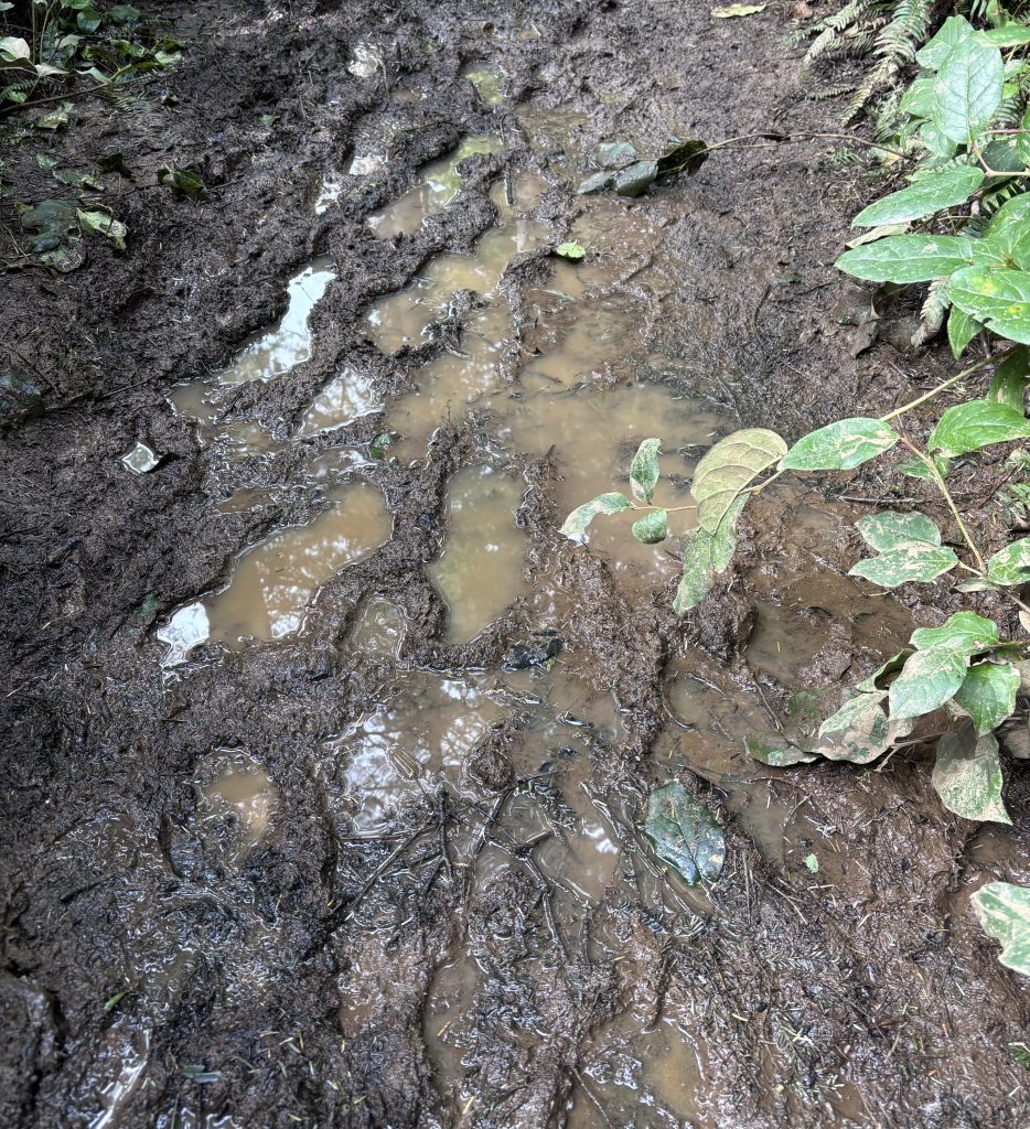 Deep muddy footprints and standing water on the Tillamook Head trail, showing rugged and wet hiking conditions in the coastal forest.