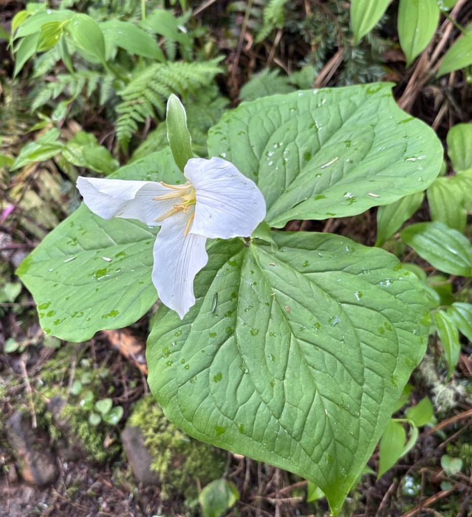 single white trillium flower with three large green leaves, blooming beside the Tillamook Head trail in the spring.