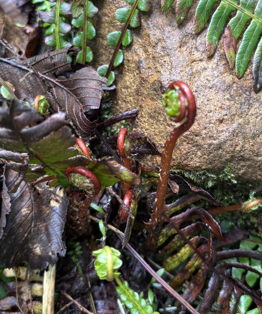Tightly coiled fiddlehead ferns emerging from the forest floor near rocks and moss along the Tillamook Head trail.