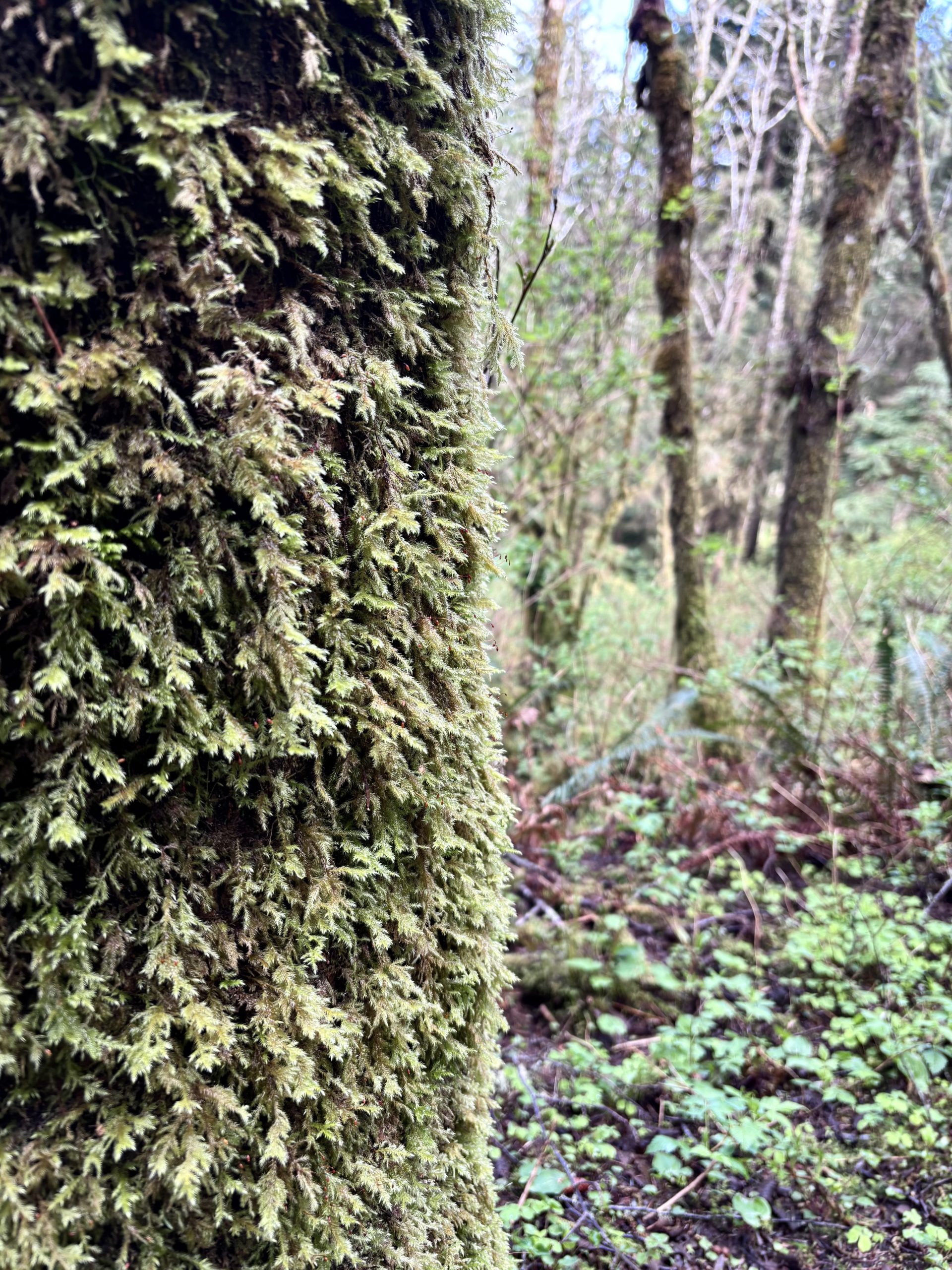 Close-up of moss growing thick on a tree trunk in Oregon’s coastal rainforest near Tillamook Head.