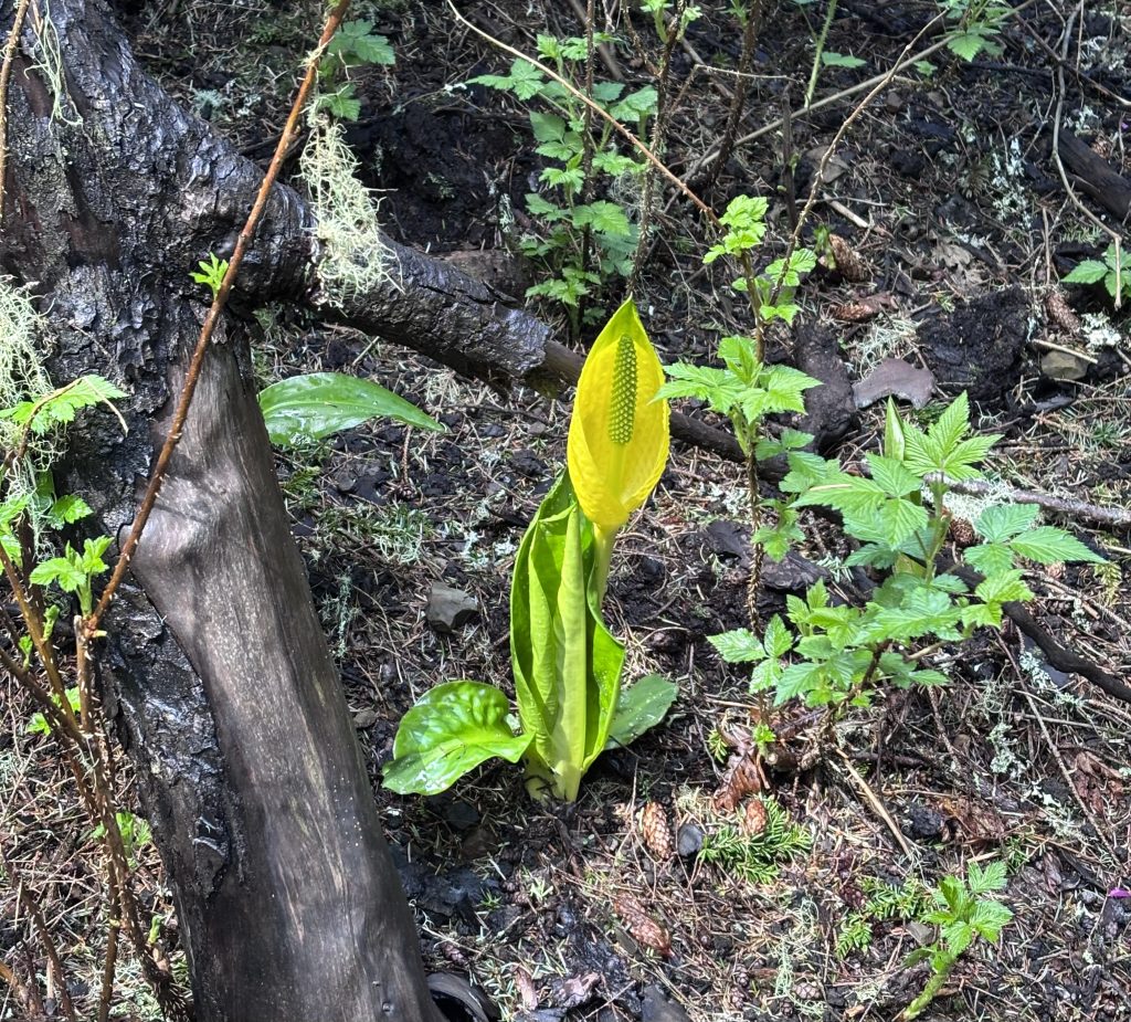 Bright yellow skunk cabbage flower emerging near moss-covered ground and tree roots along the Tillamook Head trail.