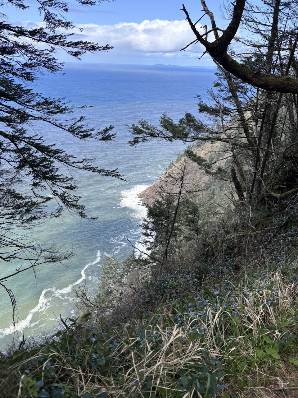 Scenic coastal bluff view from a forested cliffside, looking out over the Pacific Ocean with waves breaking on rocky shores below and branches framing the shot.