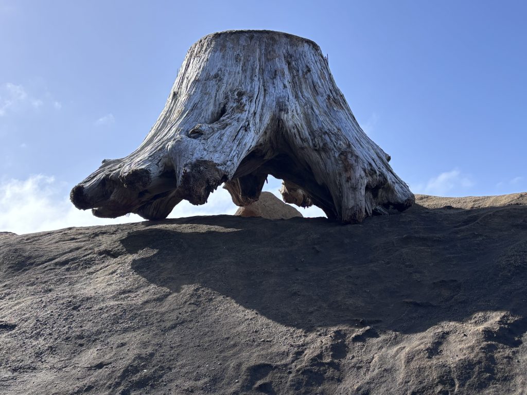 A close-up shot of a large, weathered tree stump on a sandy beach.