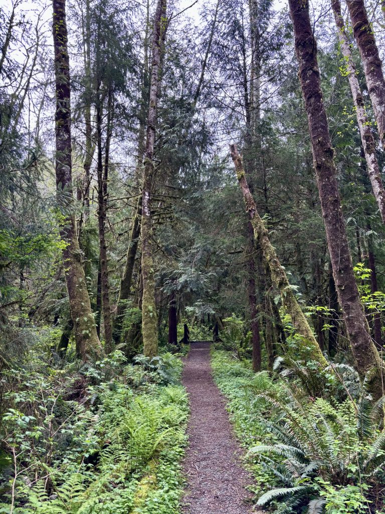 A perspective shot of a wooden suspension bridge over a creek in an Oregon forest. 