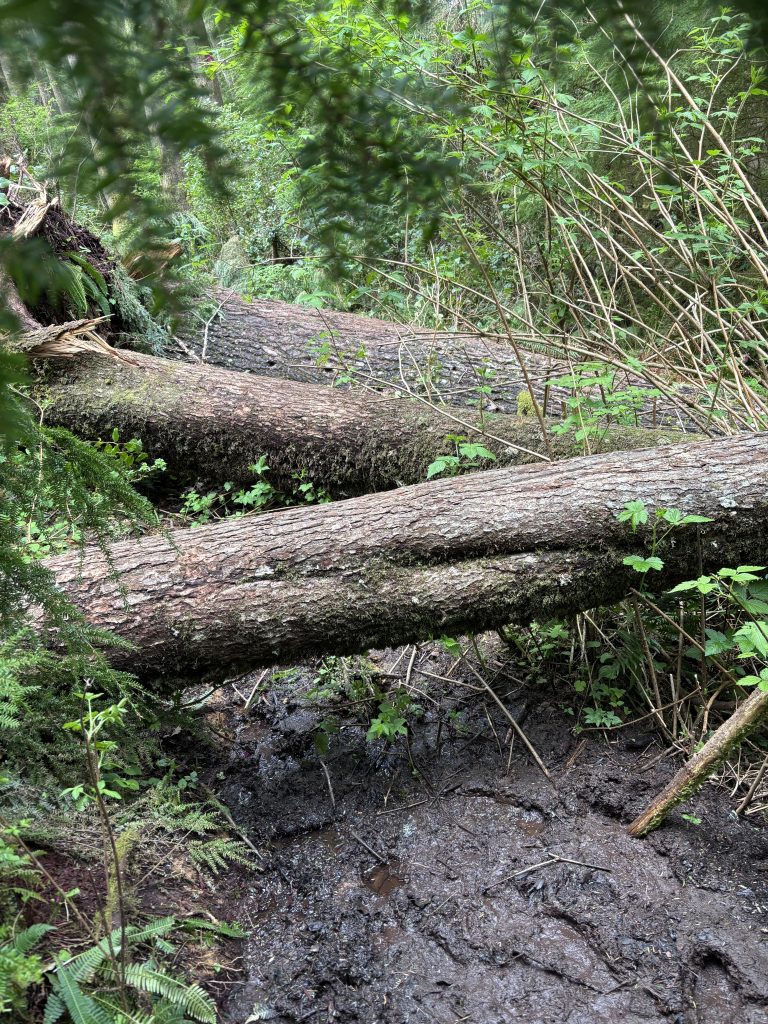 A close-up, overhead shot of a tree trunk thickly coated in bright green moss. The roots are exposed, and lush ferns and leafy plants surround the base of the tree.