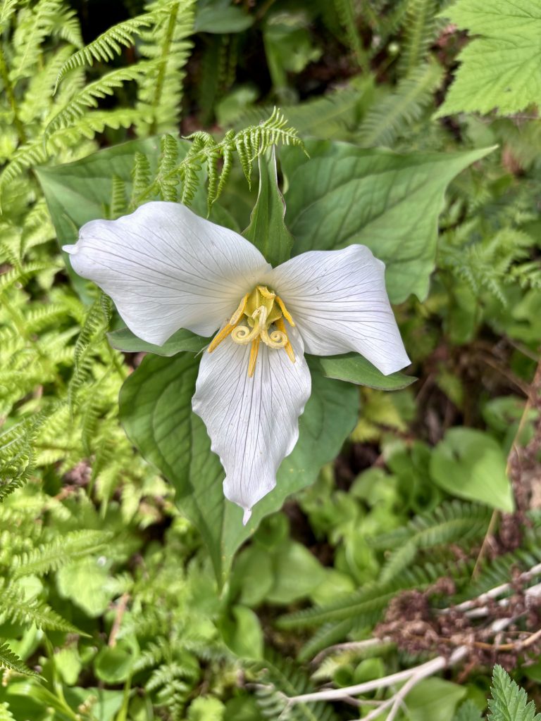 A close-up view of a vibrant white trillium flower blooming amidst lush green ferns and foliage. The flower has distinctive veining and bright yellow stamens.