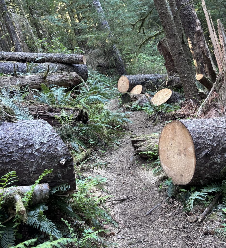 A path winds through a dense forest trail. The trail is constructed with a series of felled tree trunks and circular wooden planks, creating a natural stepping-stone bridge over a muddy undergrowth. Lush ferns and moss cover the surrounding trees and ground.