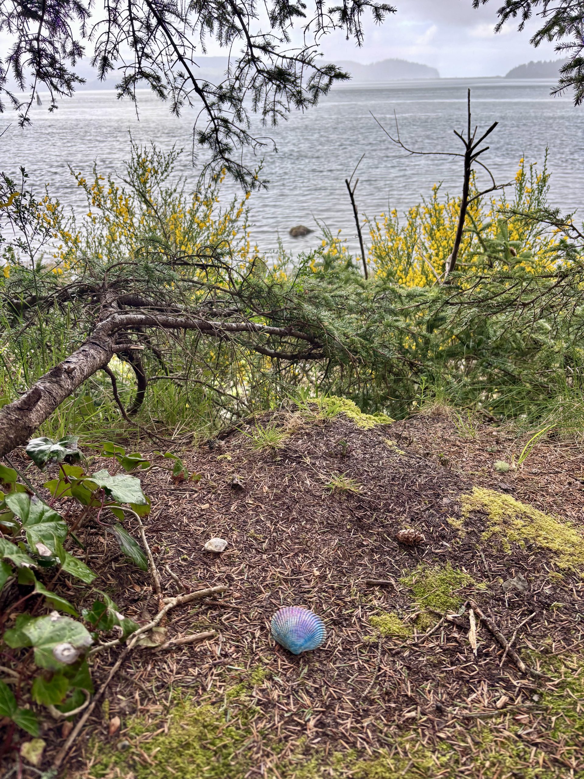 Colorful painted seashell resting on a forested cliffside with moss, branches, and a view of calm ocean water in the background.