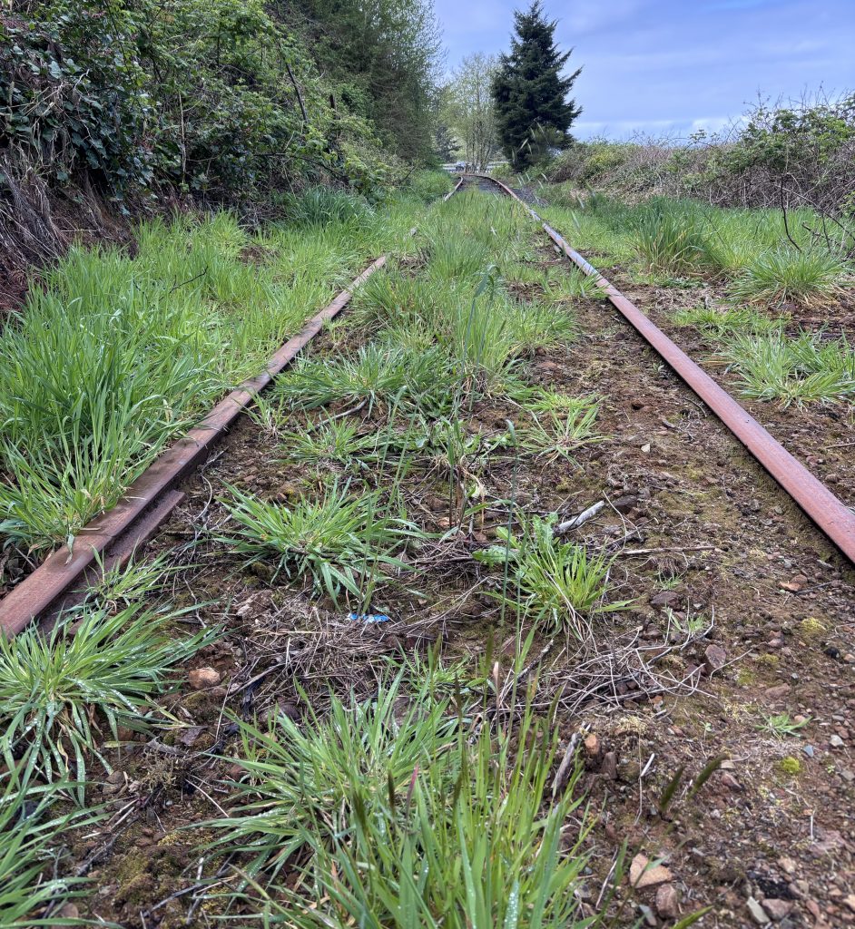 Abandoned railroad tracks overgrown with grass and weeds along the Oregon Coast, surrounded by dense spring vegetation.