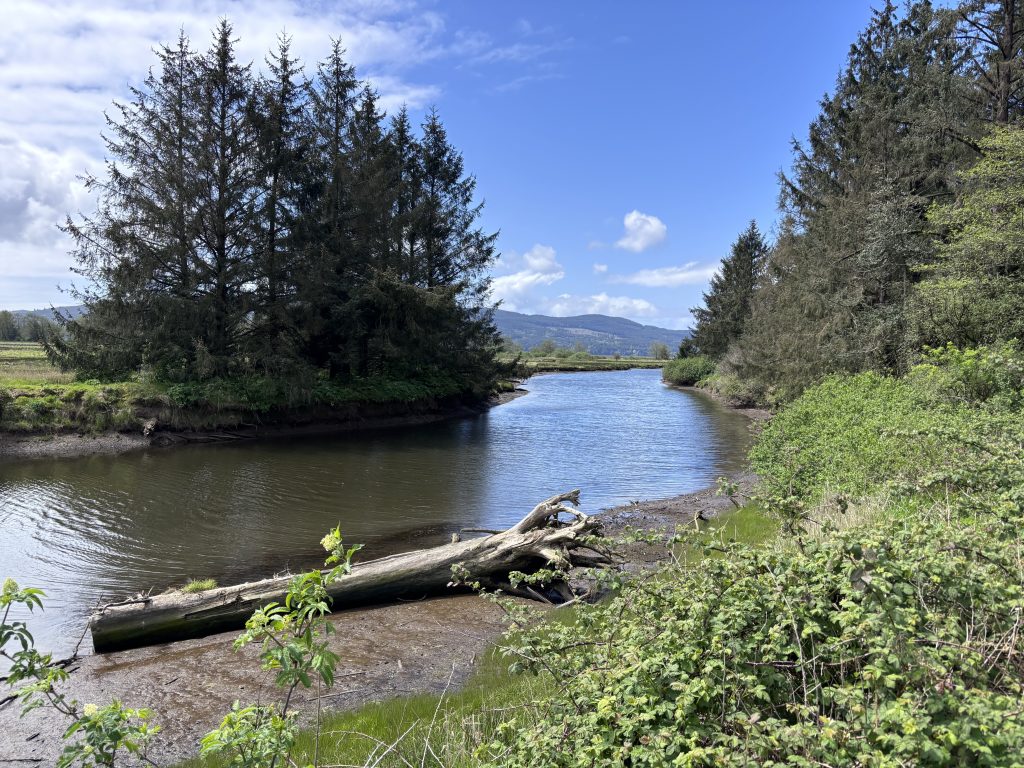 Scenic view of a calm slough winding through lush green marshland bordered by evergreen trees and distant hills under a bright blue sky with scattered clouds along the Oregon Coast.
