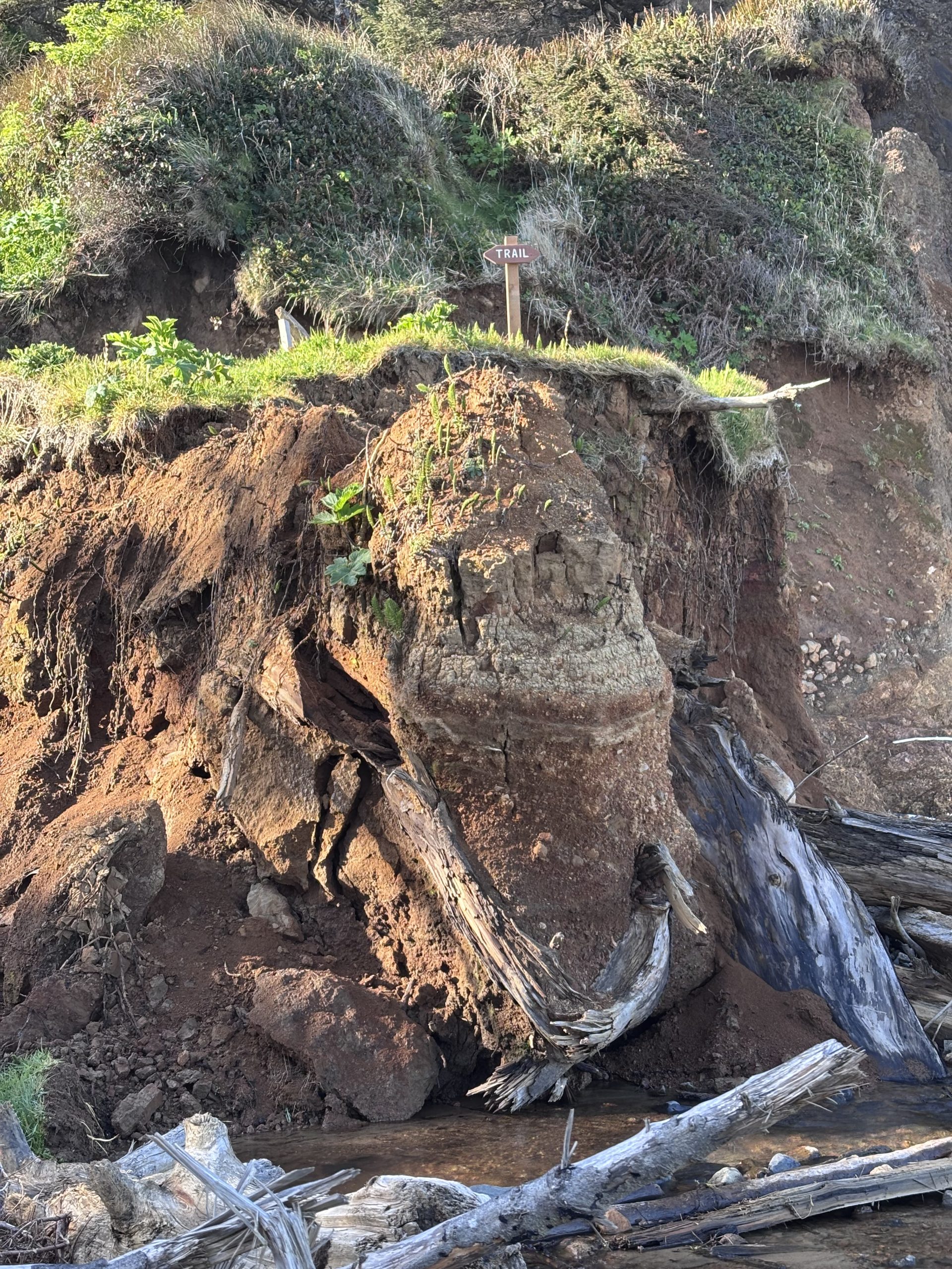 Eroded coastal bluff with exposed roots and driftwood at the base, featuring a small wooden trail sign atop the cliff.